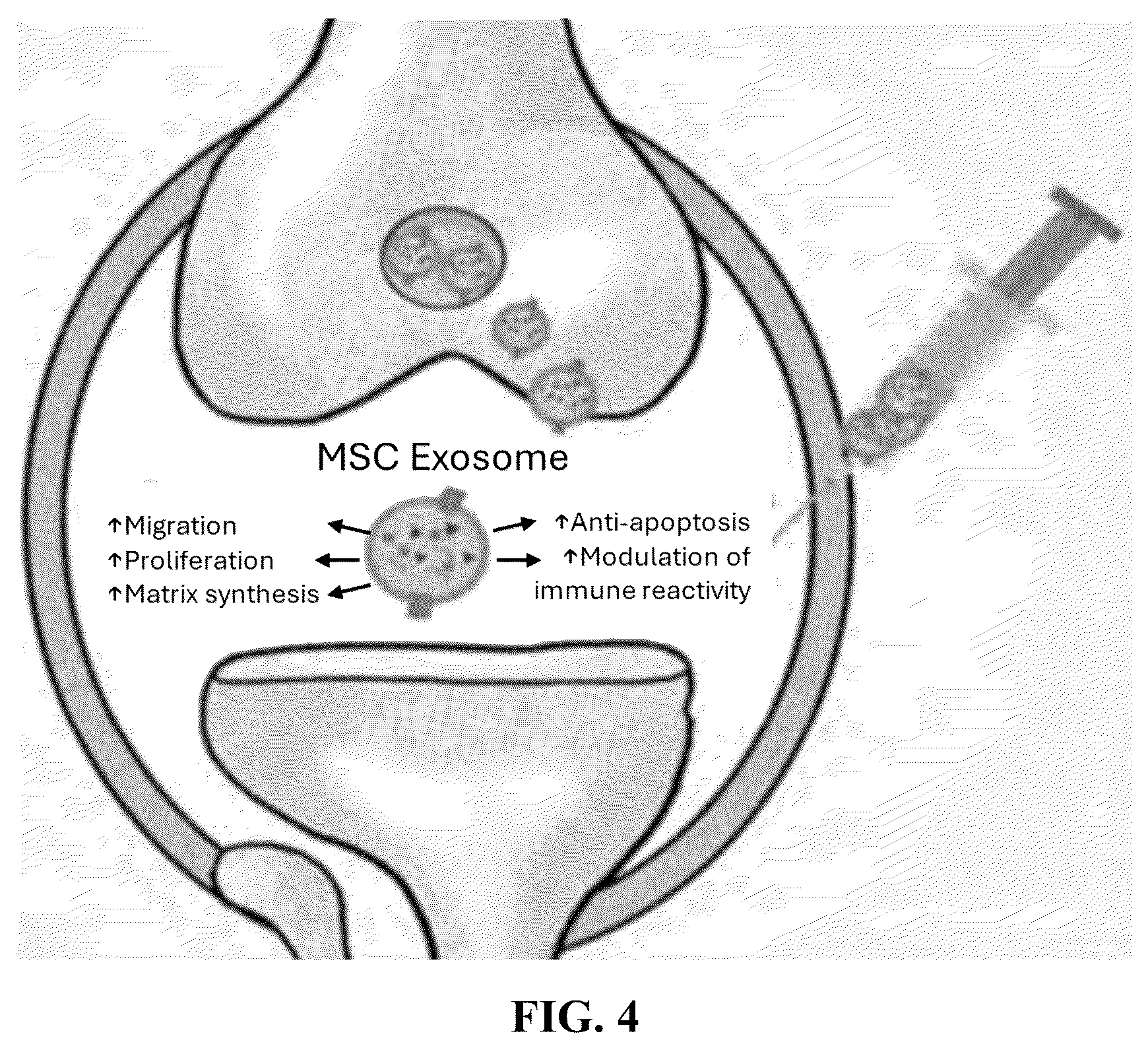 Patent US12569517 Figure 3 – Method for treating osteoarthritis with mesenchymal stem cell exosomes