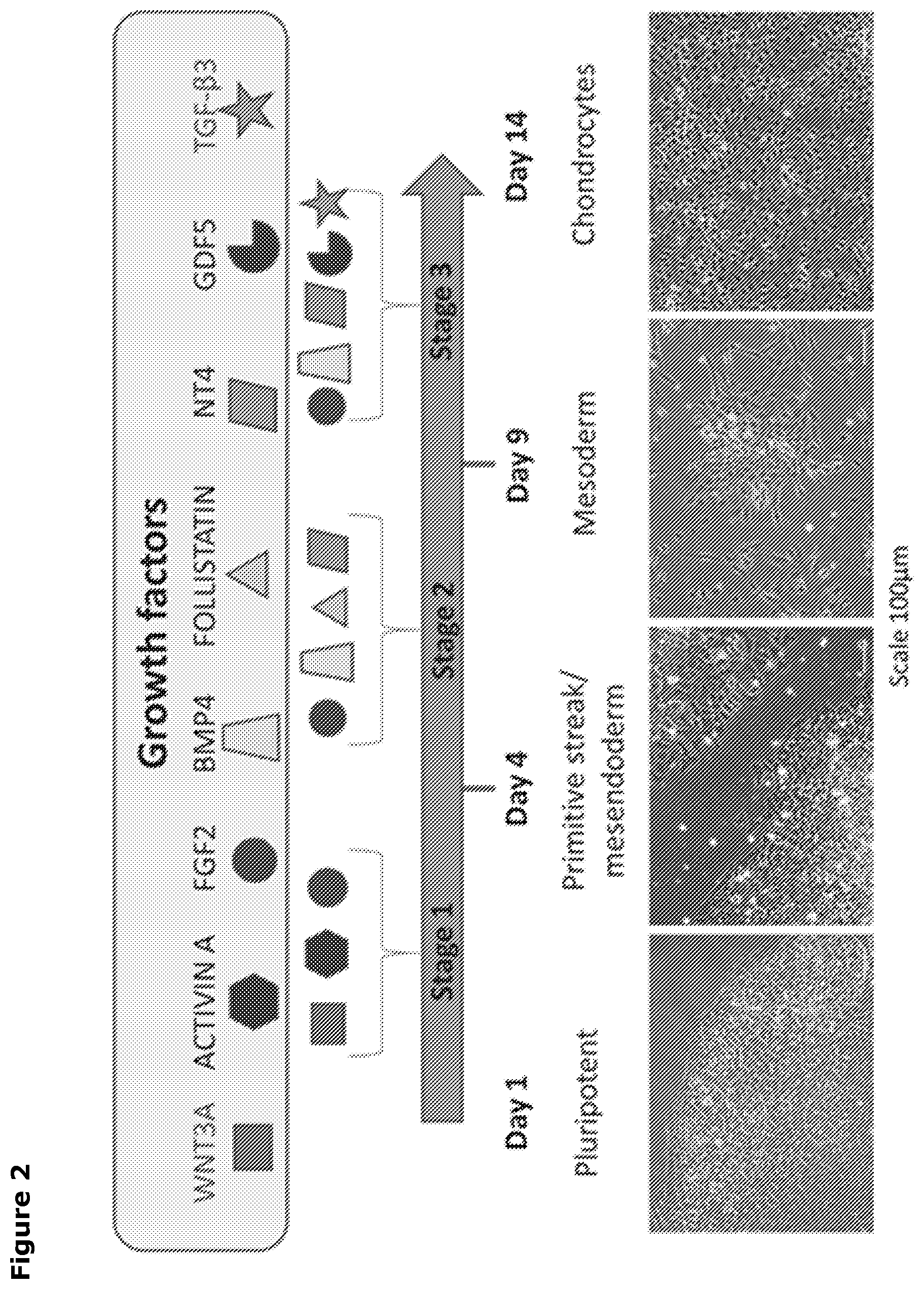 Patent US12569518 Figure 2 – Cartilage tissue