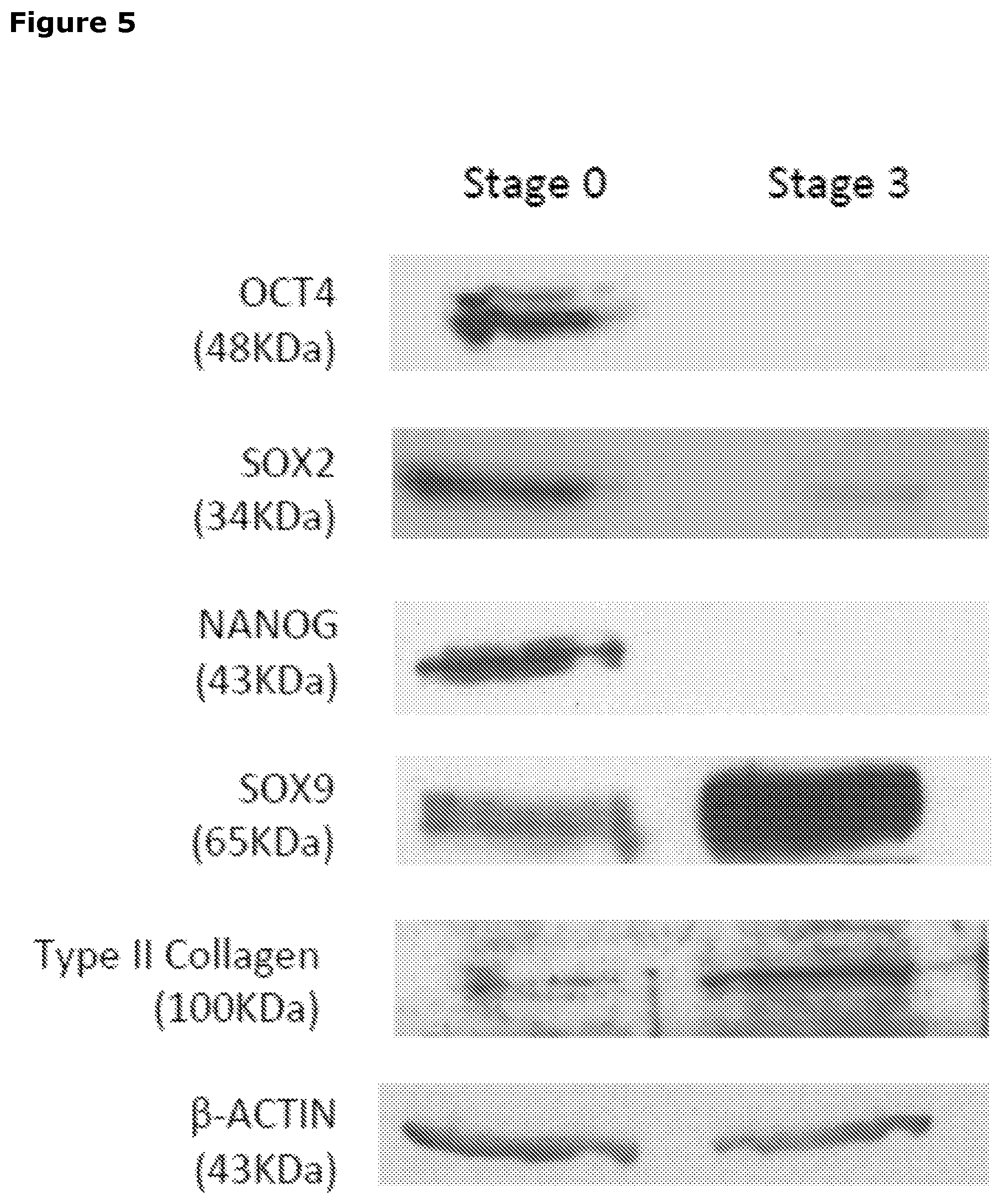 Patent US12569518 Figure 5 – Cartilage tissue
