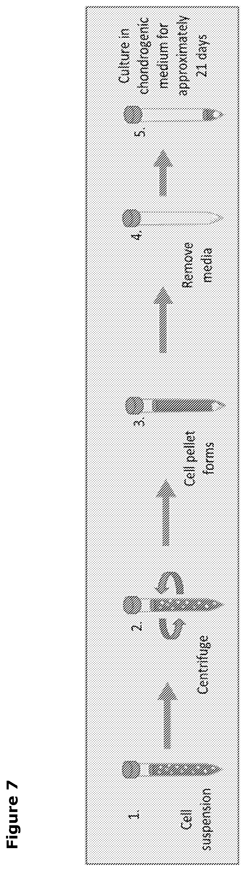 Patent US12569518 Figure 9 – Cartilage tissue