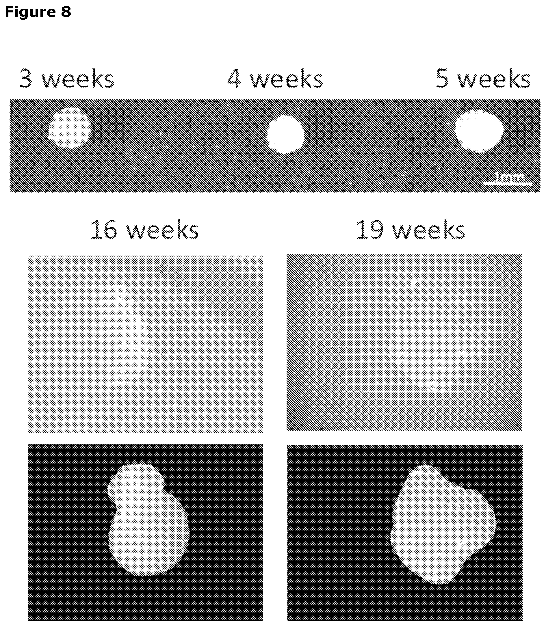 Patent US12569518 Figure 10 – Cartilage tissue