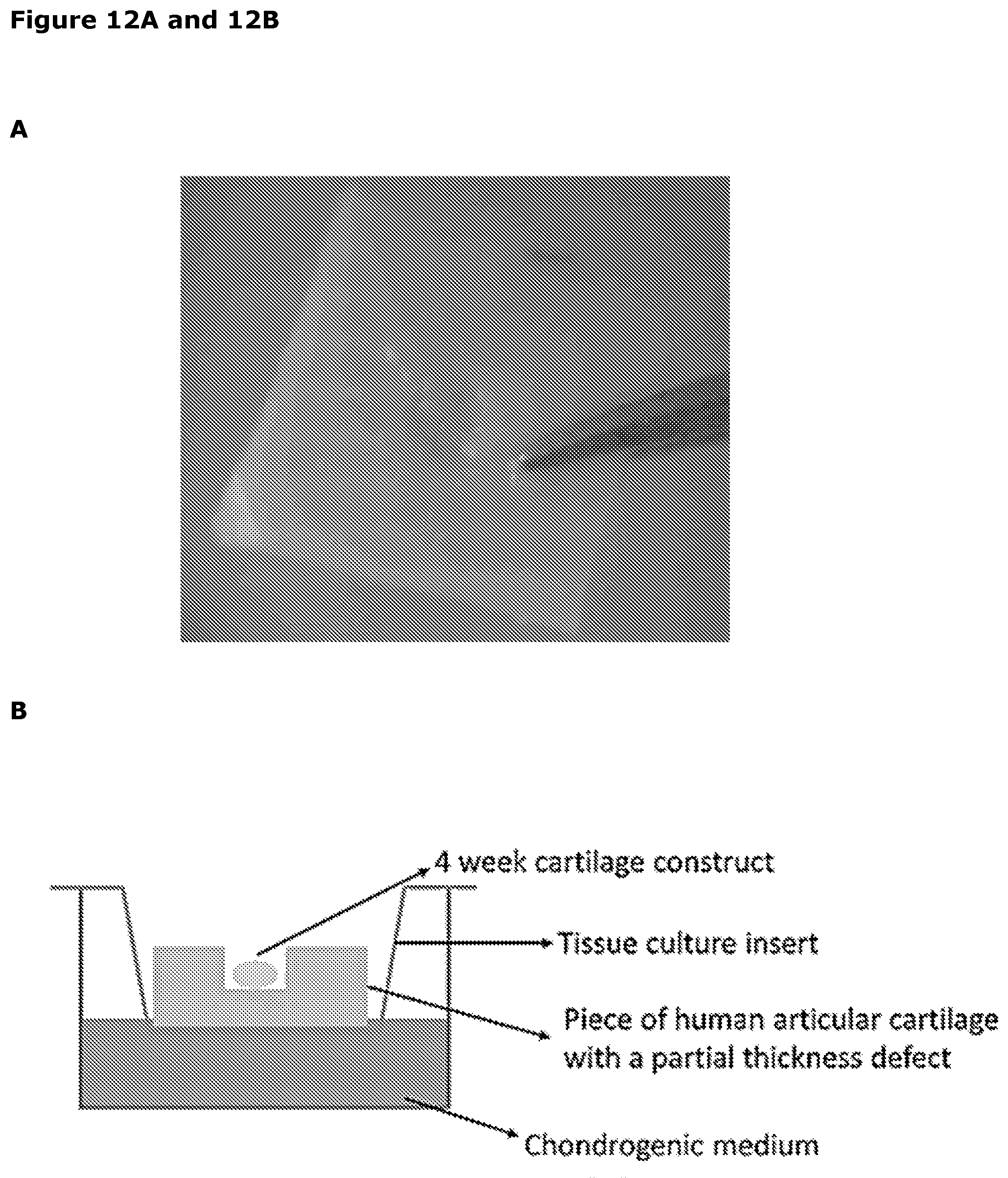 Patent US12569518 Figure 16 – Cartilage tissue