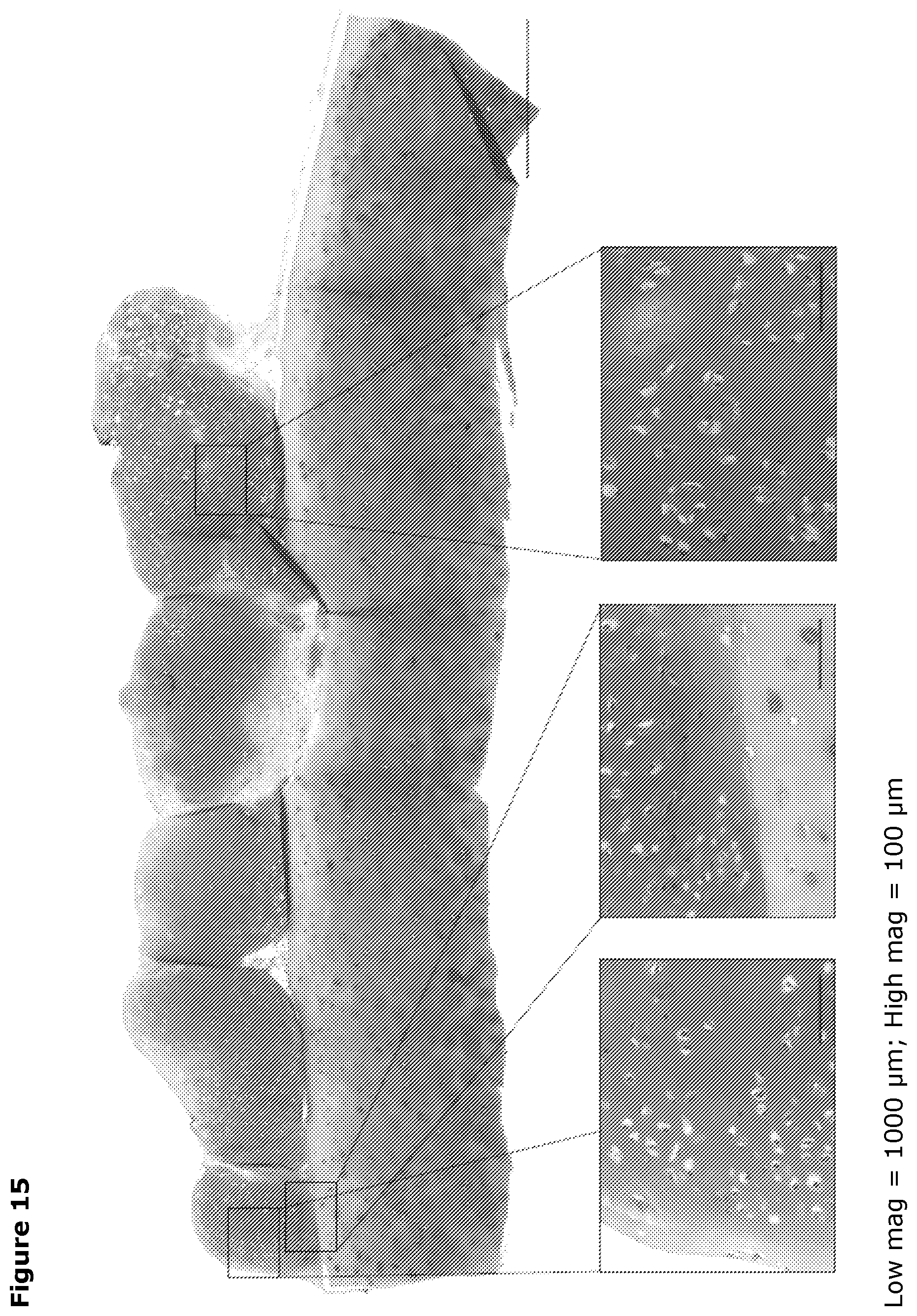 Patent US12569518 Figure 19 – Cartilage tissue