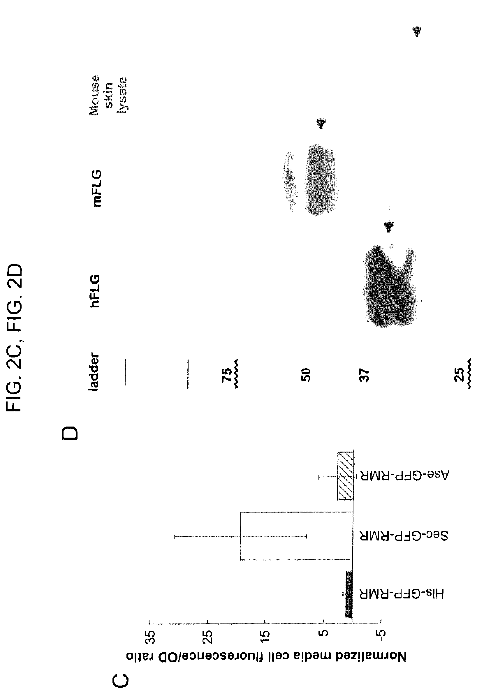 Patent US12569521 Figure 5 – Methods and compositions for treating inflammatory skin disease with recombinant microorganisms