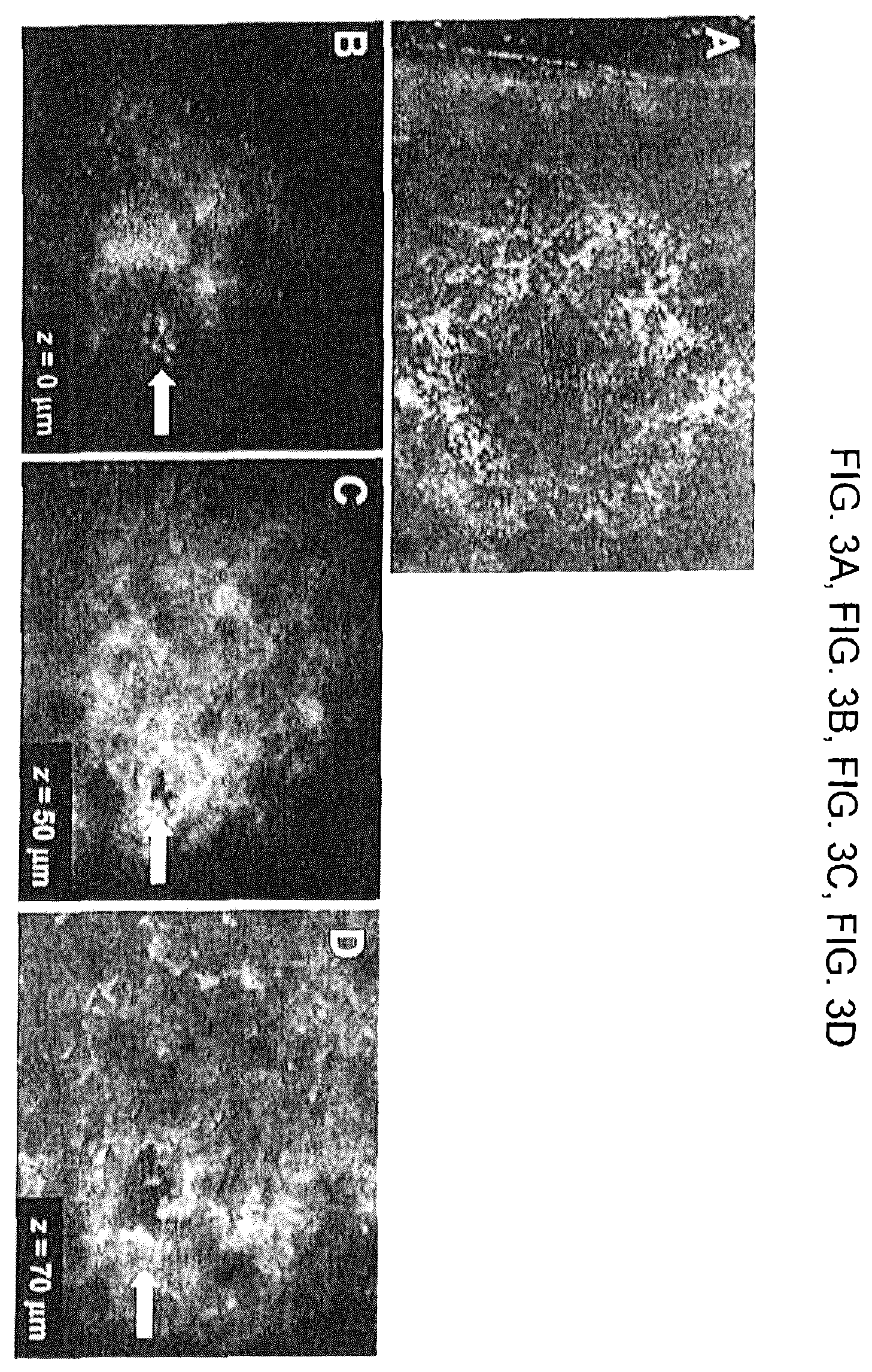 Patent US12569521 Figure 6 – Methods and compositions for treating inflammatory skin disease with recombinant microorganisms