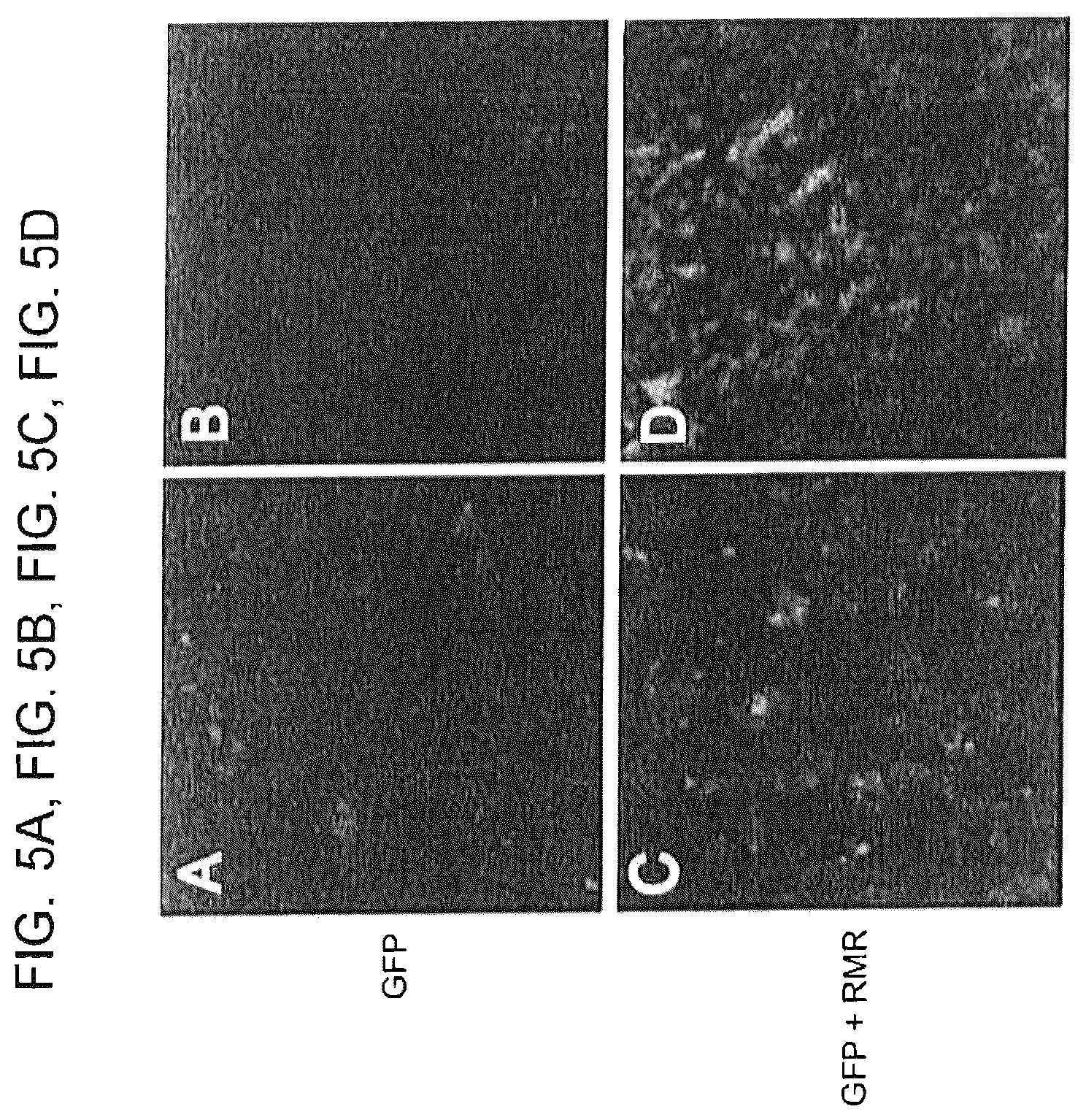Patent US12569521 Figure 8 – Methods and compositions for treating inflammatory skin disease with recombinant microorganisms