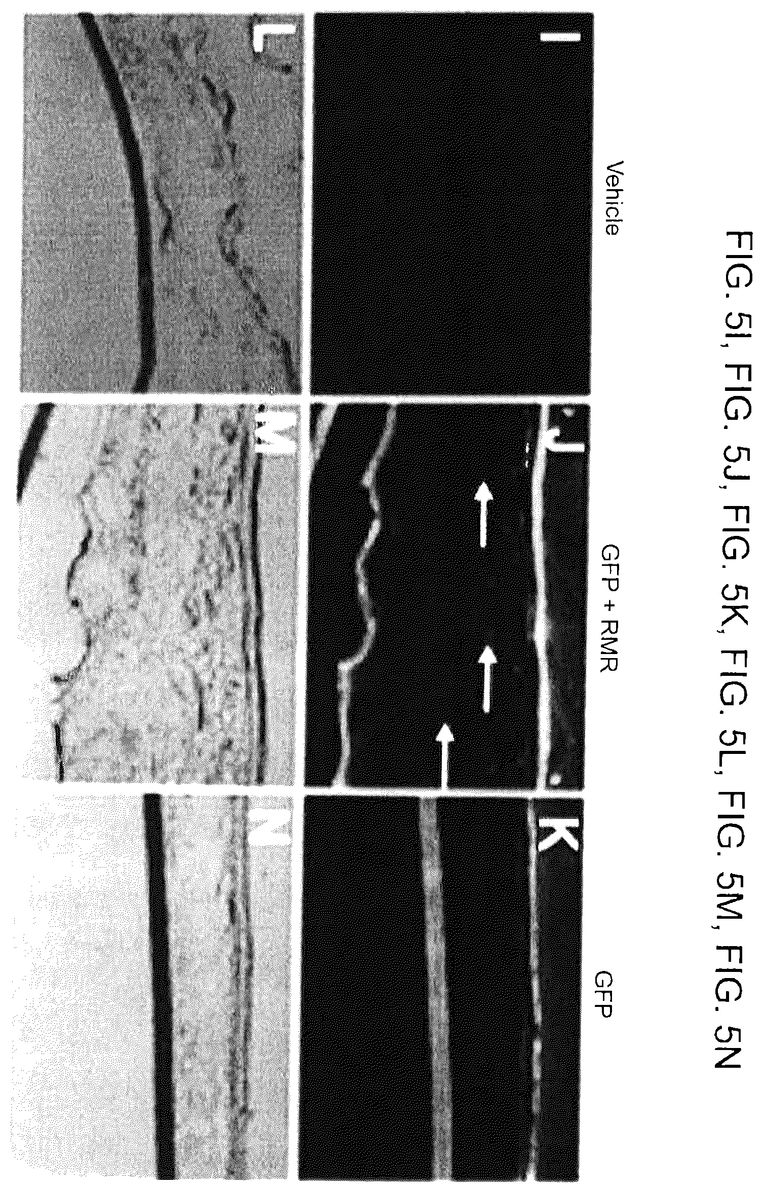 Patent US12569521 Figure 10 – Methods and compositions for treating inflammatory skin disease with recombinant microorganisms