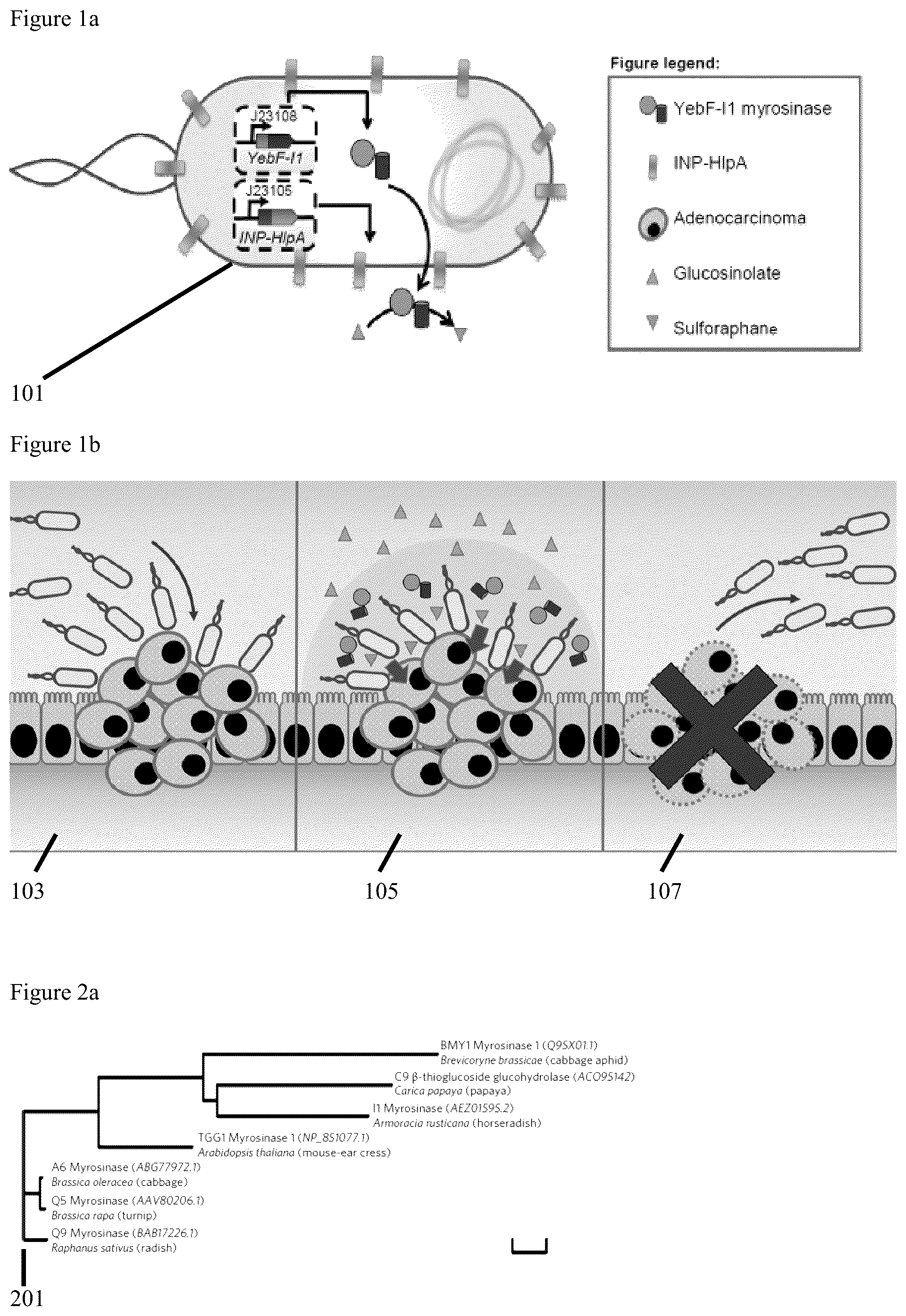 Patent US12569523 Figure 1 – Engineered therapeutic probiotic system and method