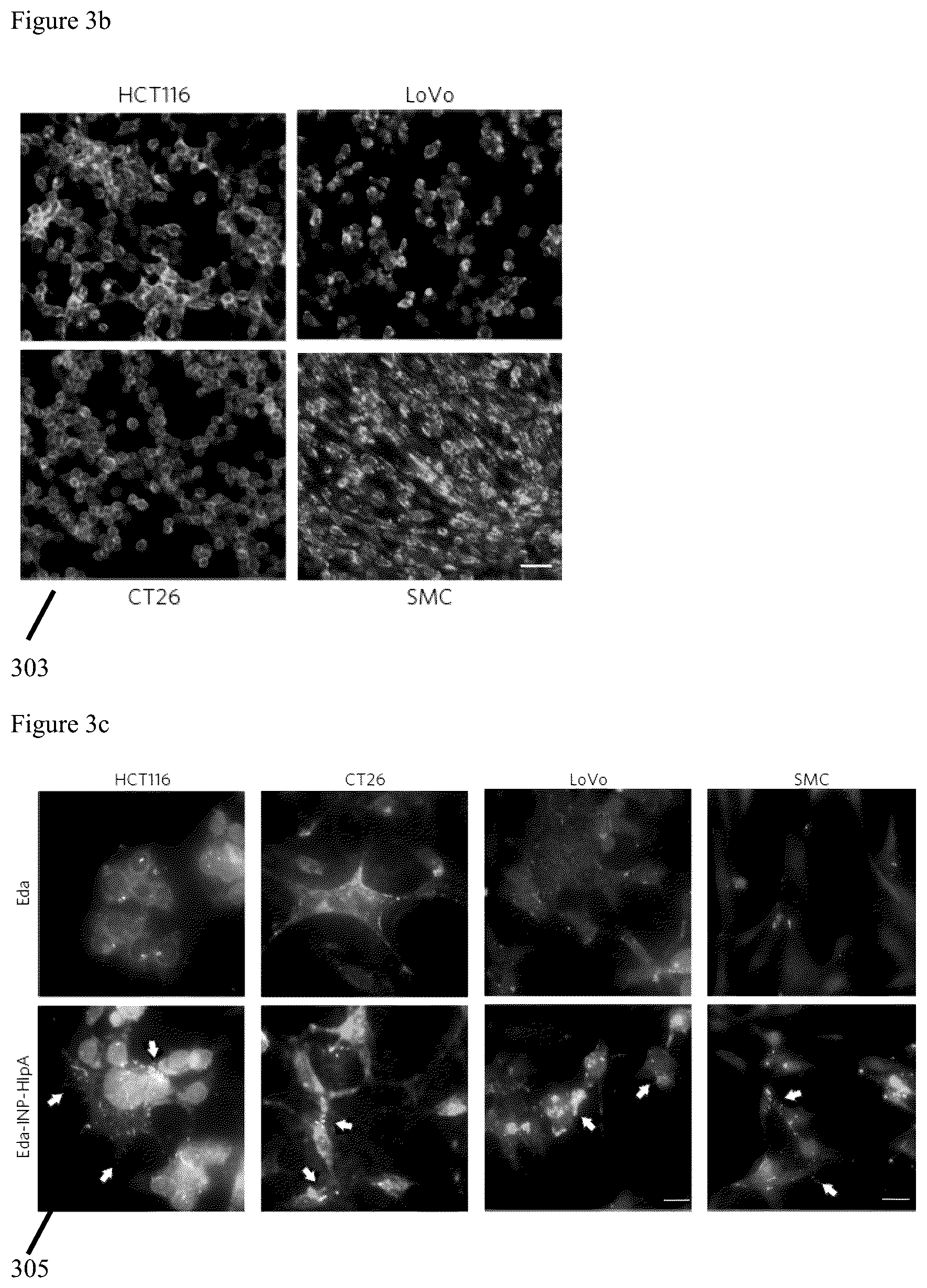 Patent US12569523 Figure 4 – Engineered therapeutic probiotic system and method