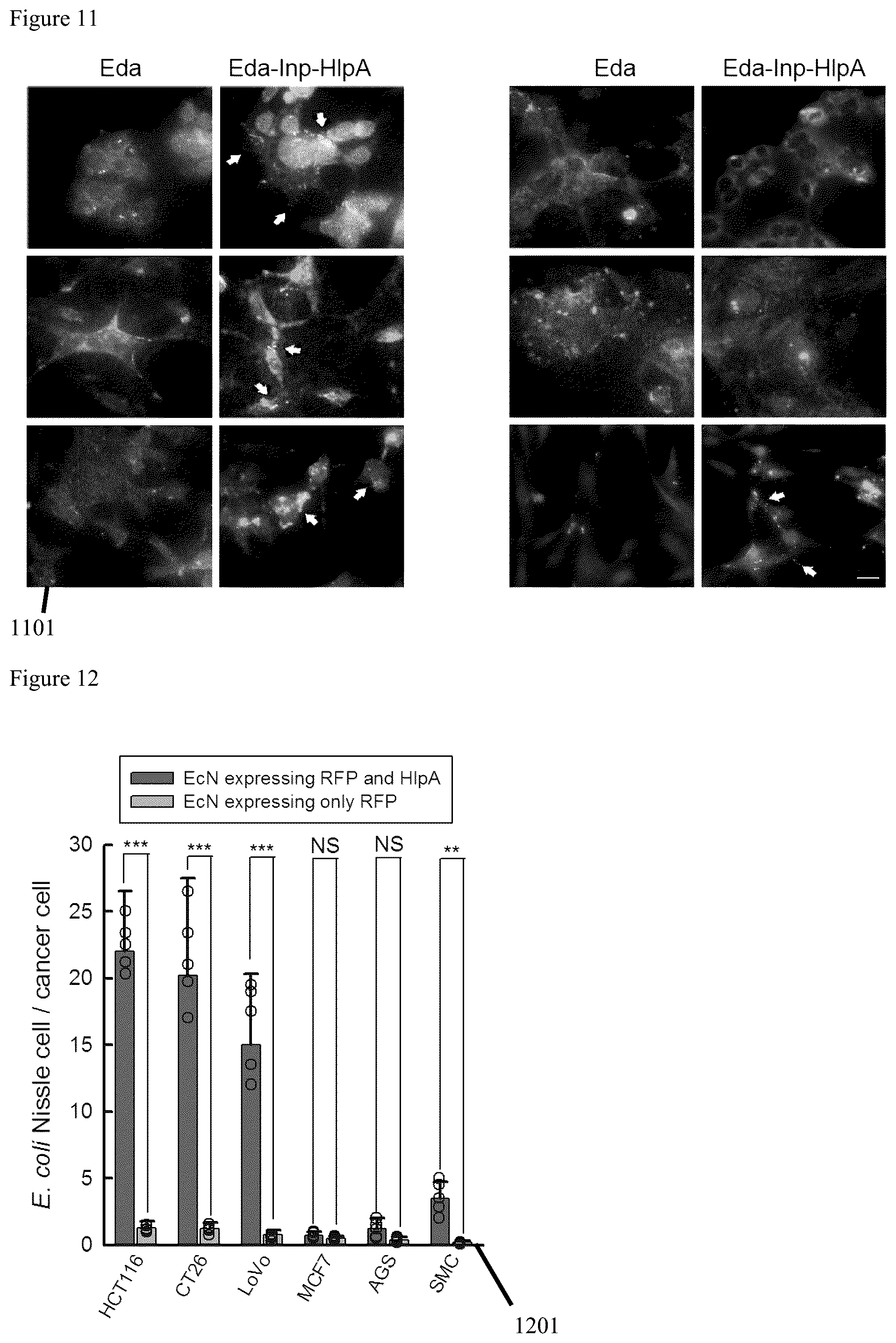 Patent US12569523 Figure 16 – Engineered therapeutic probiotic system and method