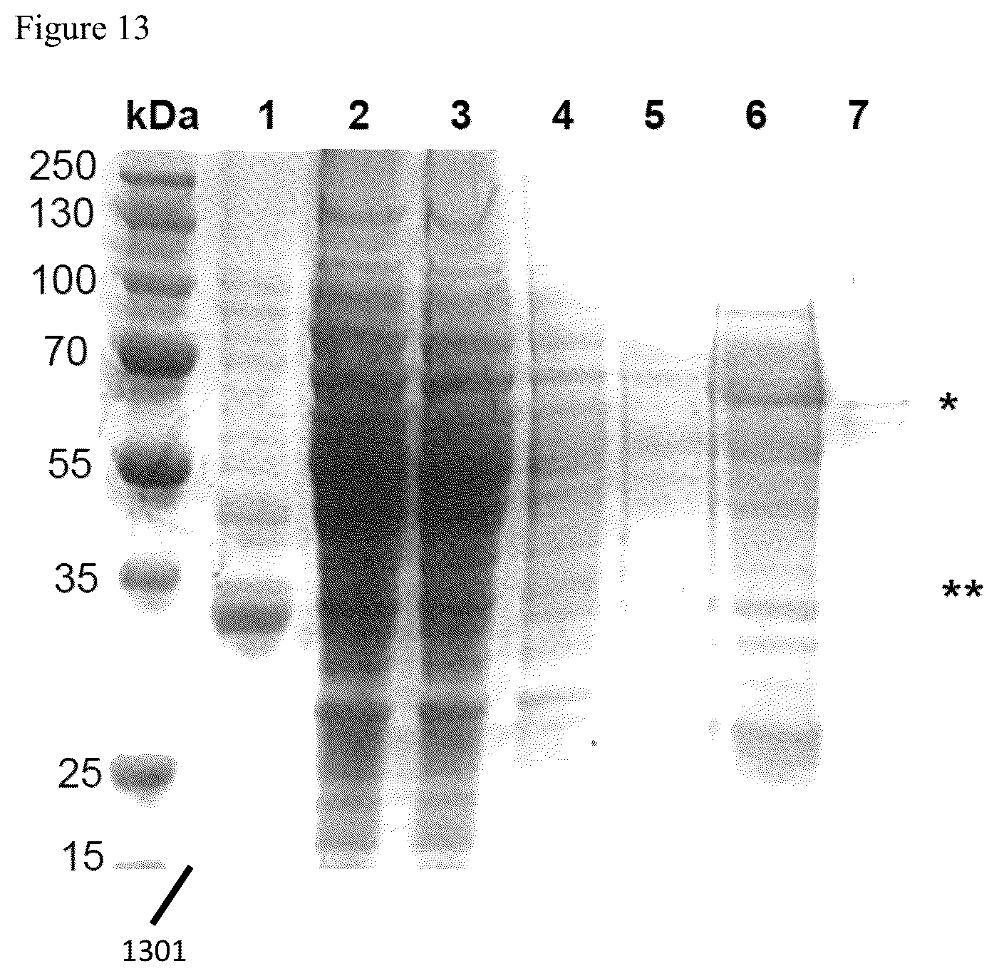 Patent US12569523 Figure 17 – Engineered therapeutic probiotic system and method
