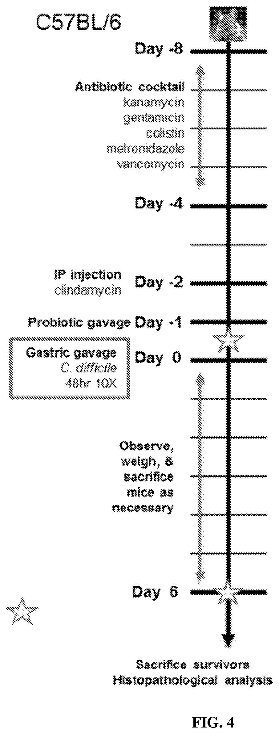 Patent US12569524 Figure 3 – Compositions and methods for preventing and treating antibiotic induced pathologies using probiotics in the biofilm state