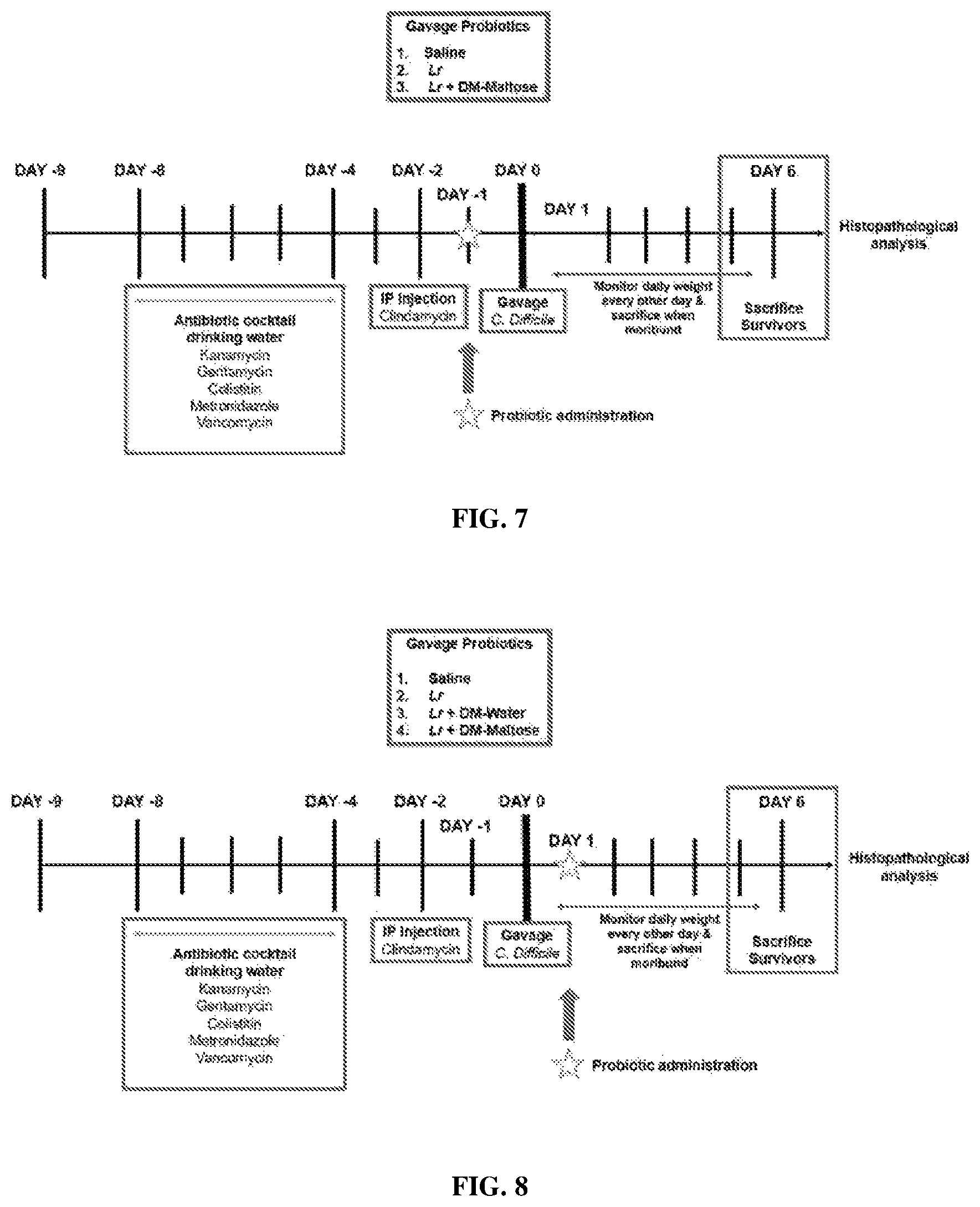 Patent US12569524 Figure 5 – Compositions and methods for preventing and treating antibiotic induced pathologies using probiotics in the biofilm state