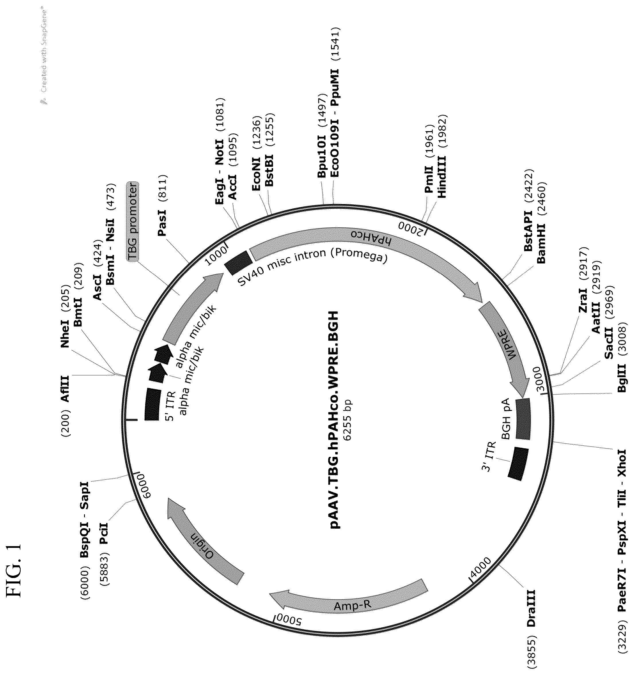 Patent US12569525 Figure 1 – Gene therapy for treating phenylketonuria