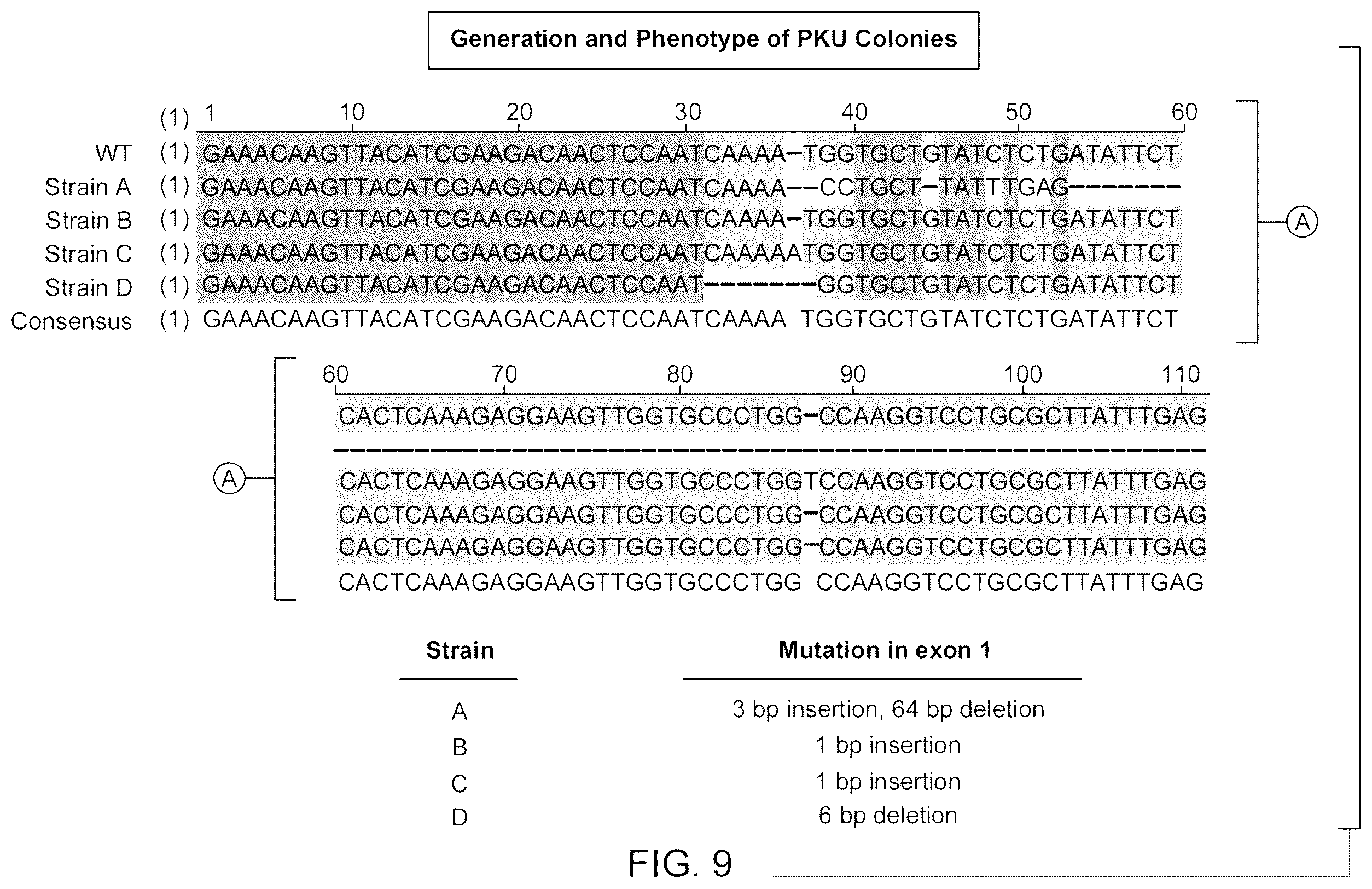 Patent US12569525 Figure 12 – Gene therapy for treating phenylketonuria