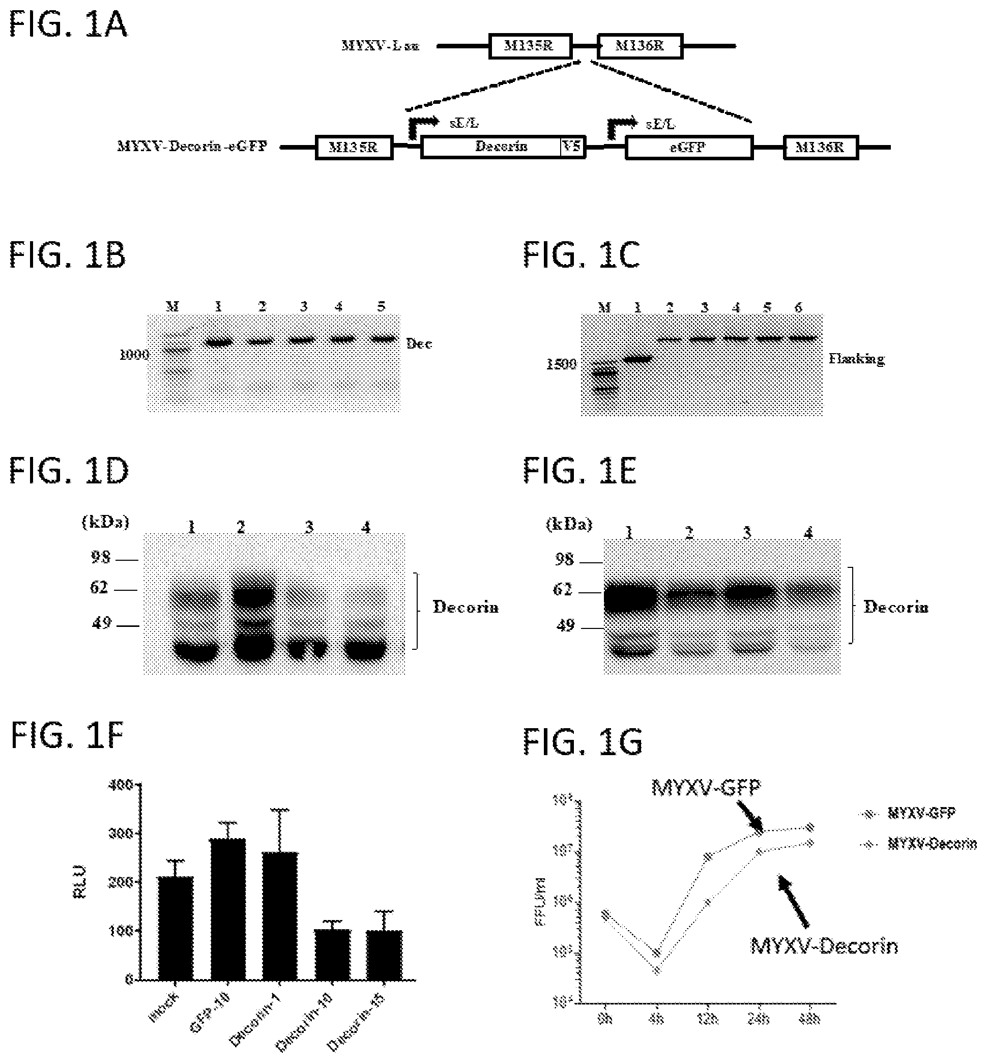 Patent US12569526 Figure 1 – Oncolytic virus platform to treat hematological cancer