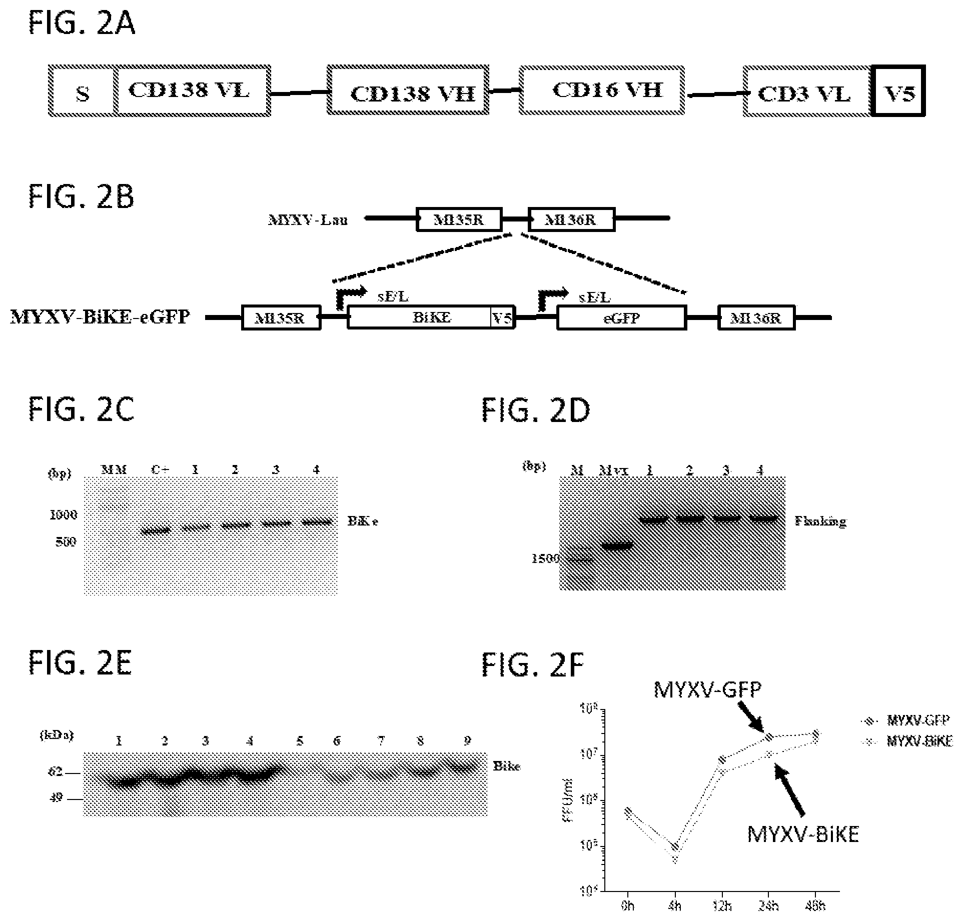 Patent US12569526 Figure 2 – Oncolytic virus platform to treat hematological cancer