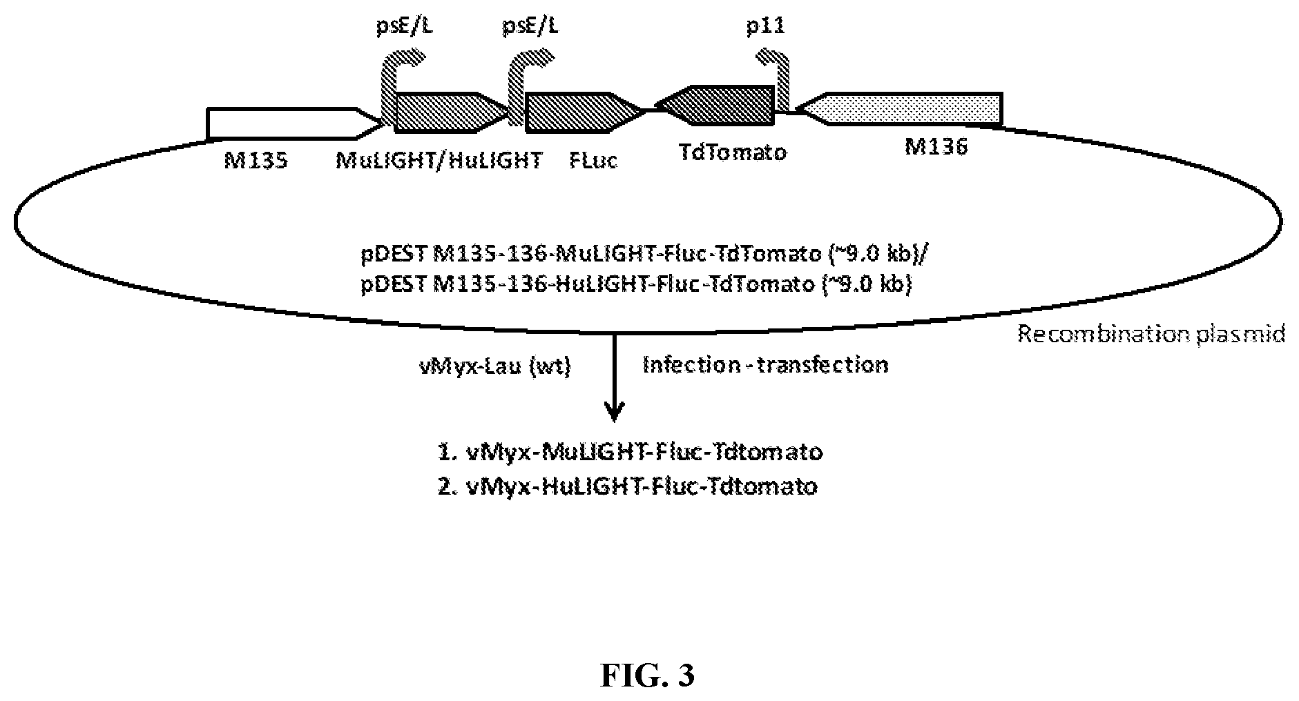 Patent US12569526 Figure 3 – Oncolytic virus platform to treat hematological cancer
