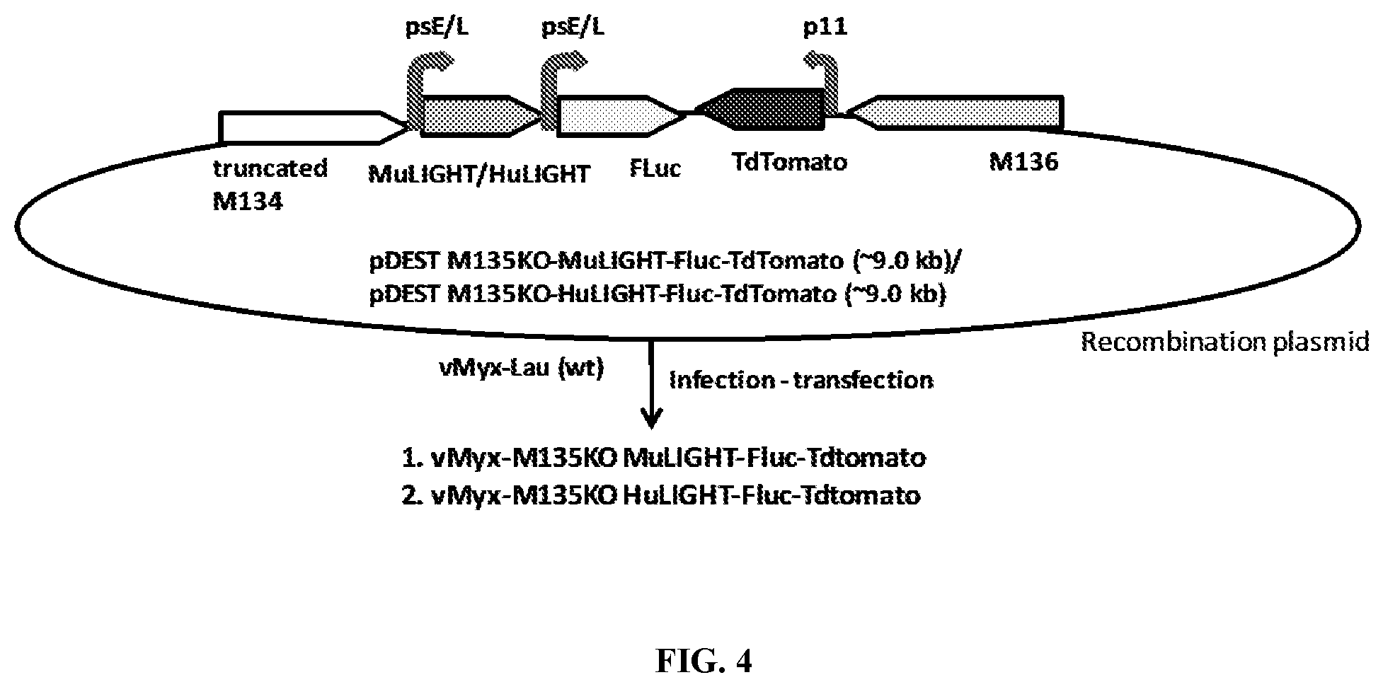 Patent US12569526 Figure 4 – Oncolytic virus platform to treat hematological cancer