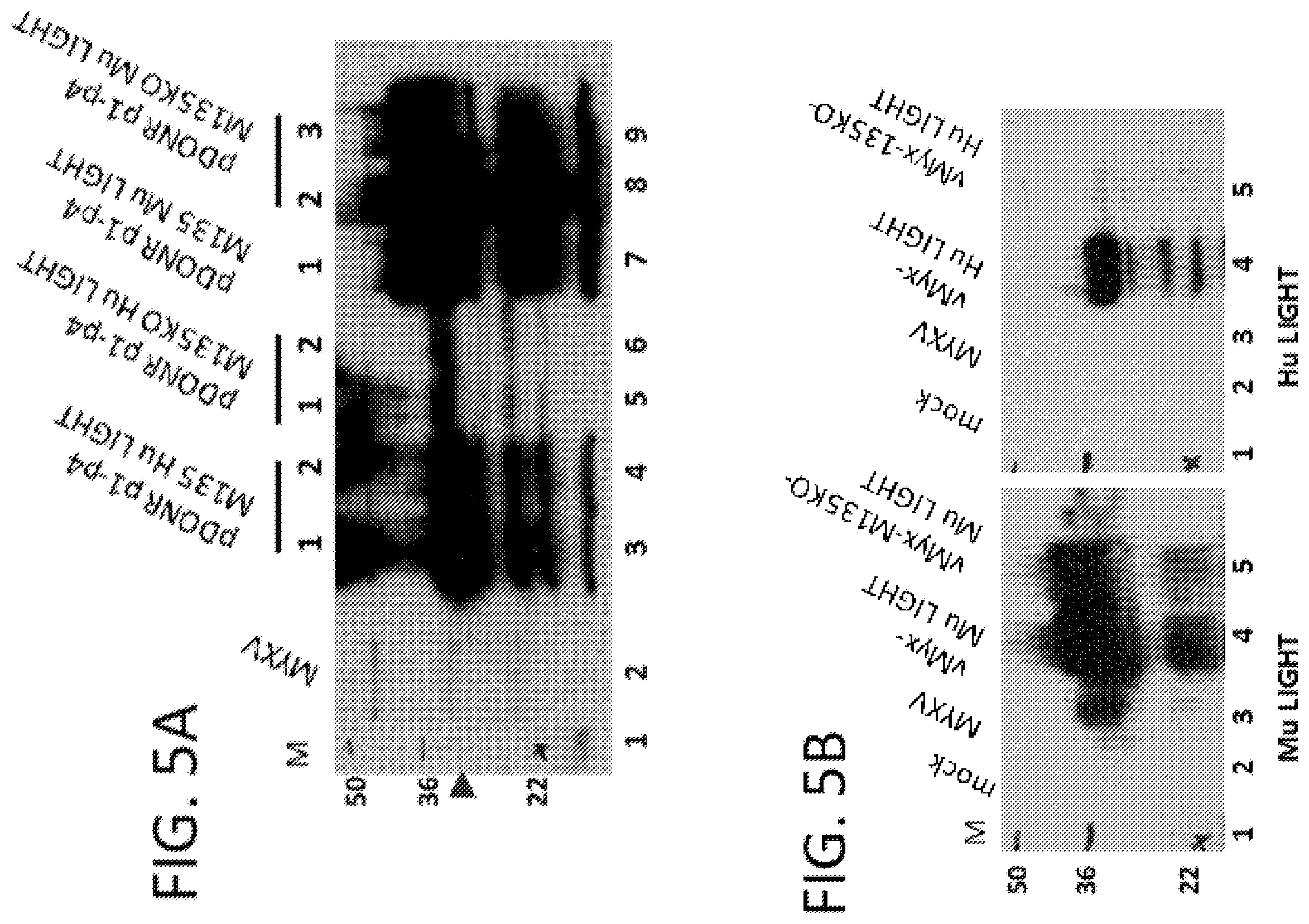 Patent US12569526 Figure 5 – Oncolytic virus platform to treat hematological cancer