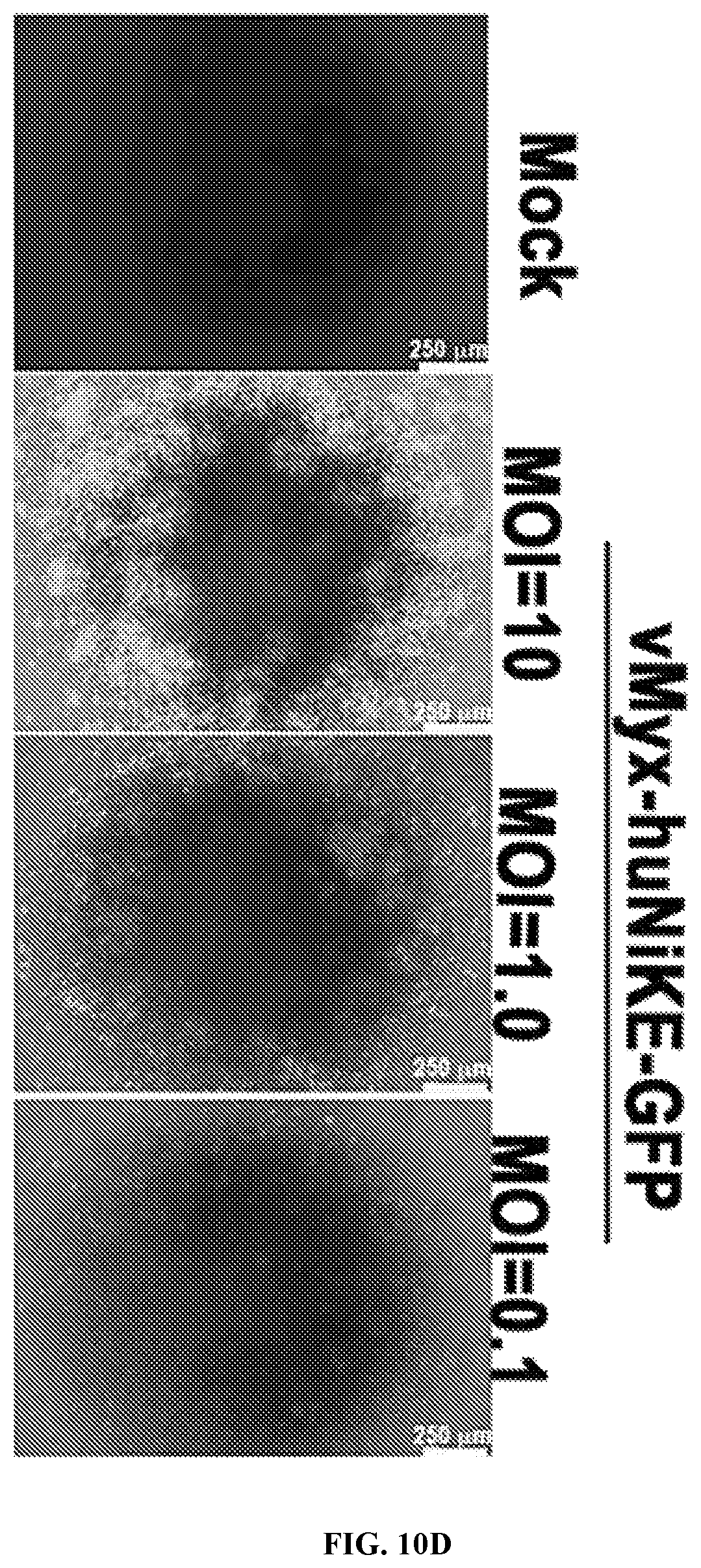 Patent US12569526 Figure 11 – Oncolytic virus platform to treat hematological cancer