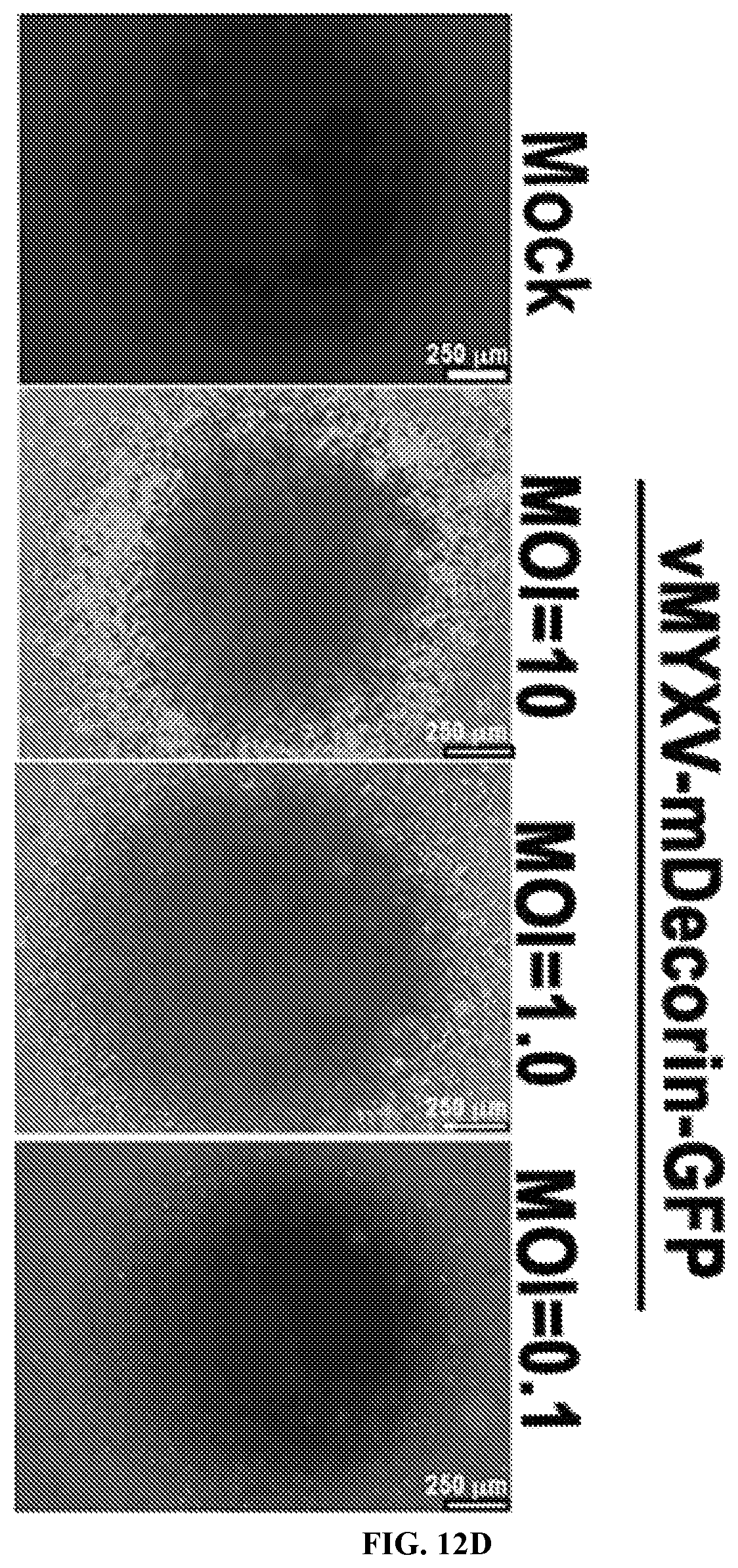 Patent US12569526 Figure 14 – Oncolytic virus platform to treat hematological cancer