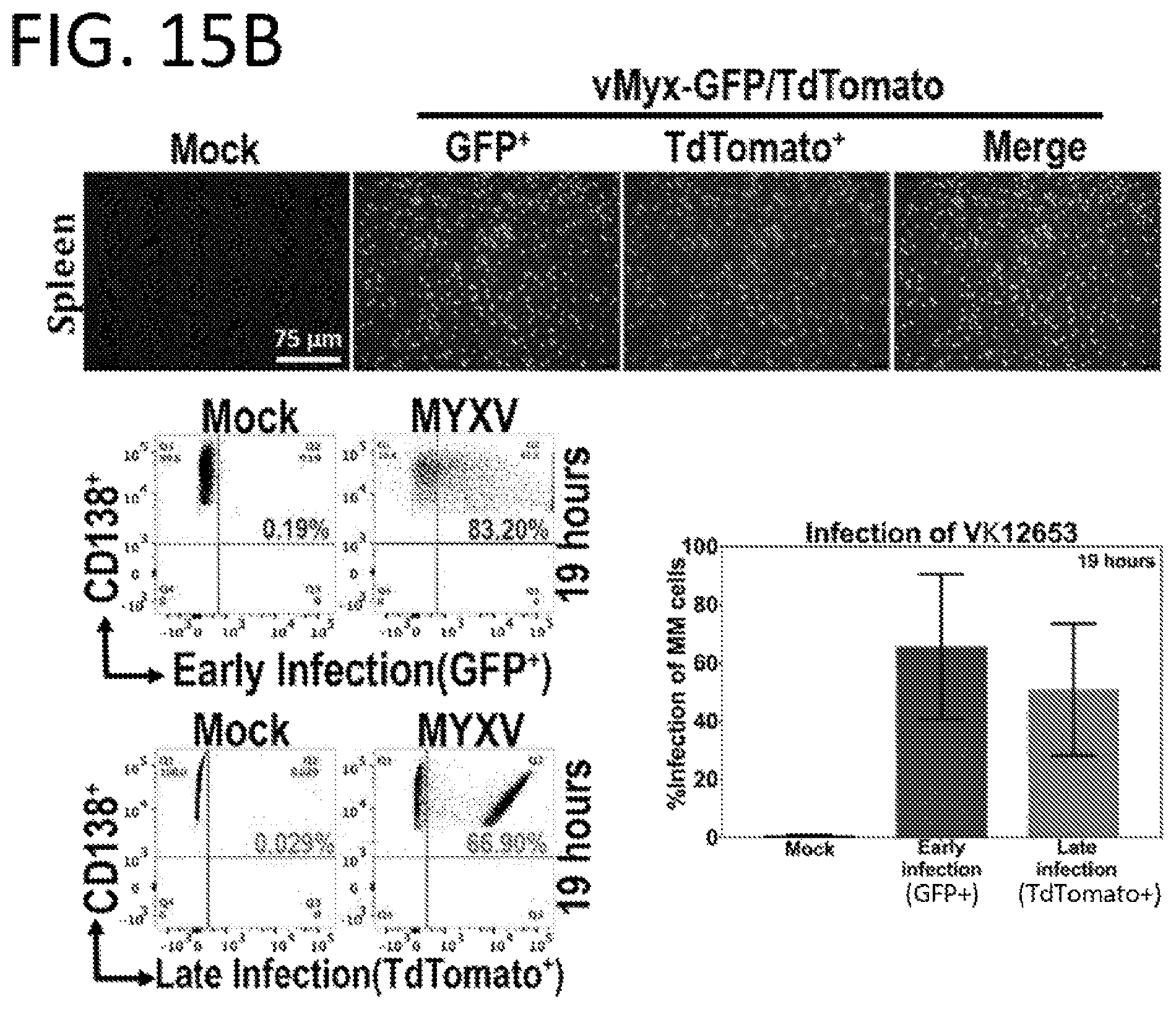 Patent US12569526 Figure 20 – Oncolytic virus platform to treat hematological cancer