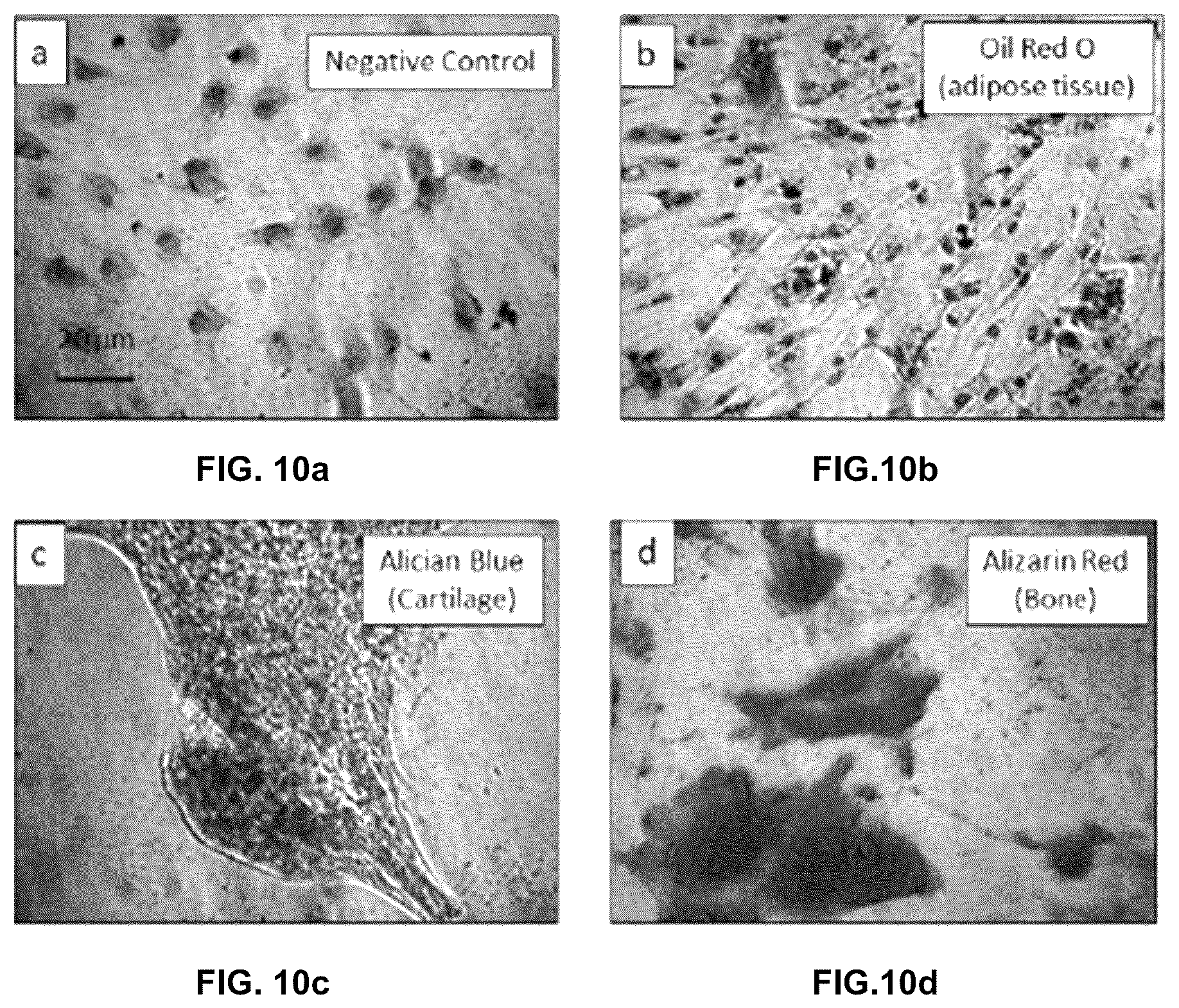 Patent US12569537 Figure 6 – System and method for the production, formulation and use of conditioned media, cultured cells and the factors included therein