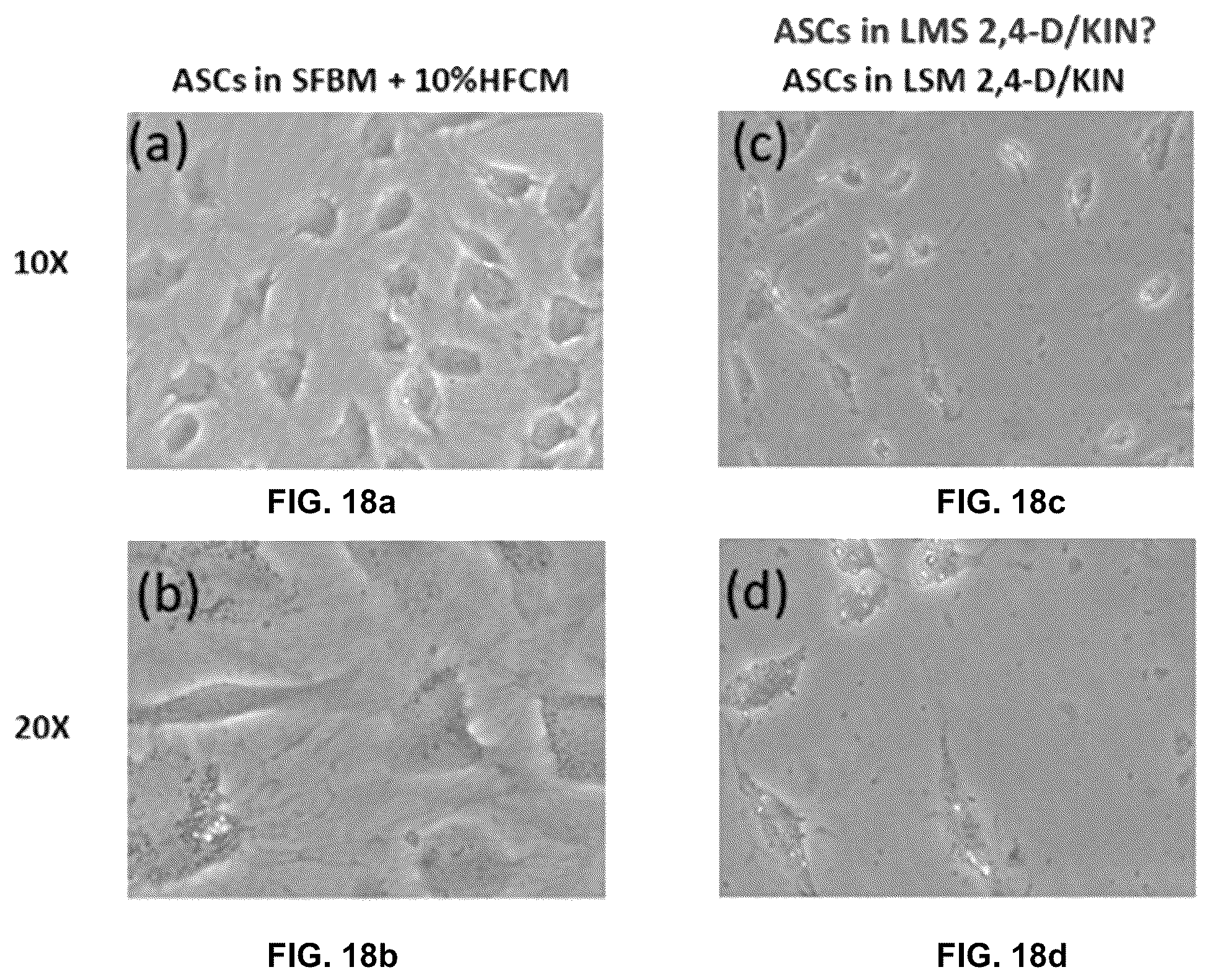 Patent US12569537 Figure 18 – System and method for the production, formulation and use of conditioned media, cultured cells and the factors included therein
