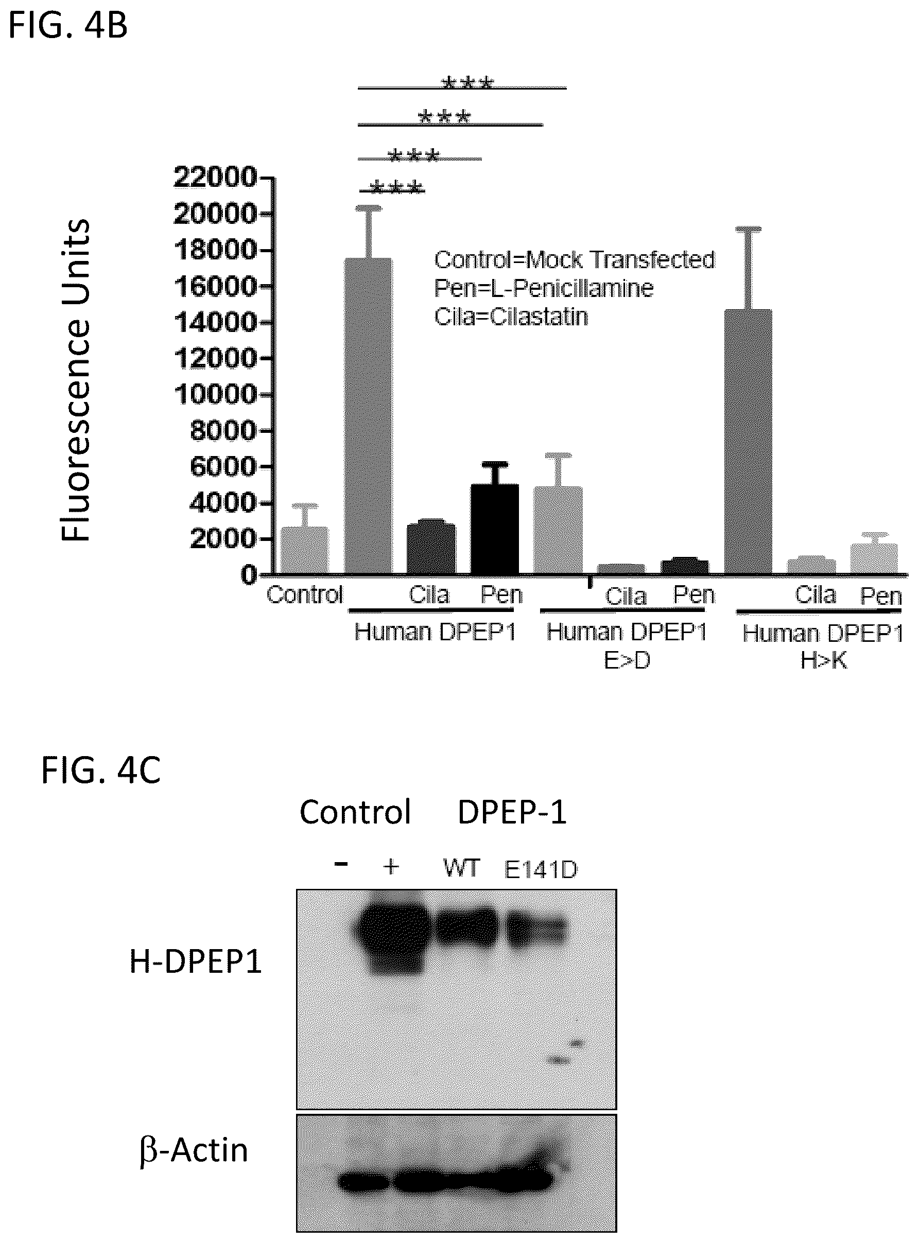Patent US12569538 Figure 6 – DPEP-1 binding compositions and methods of use
