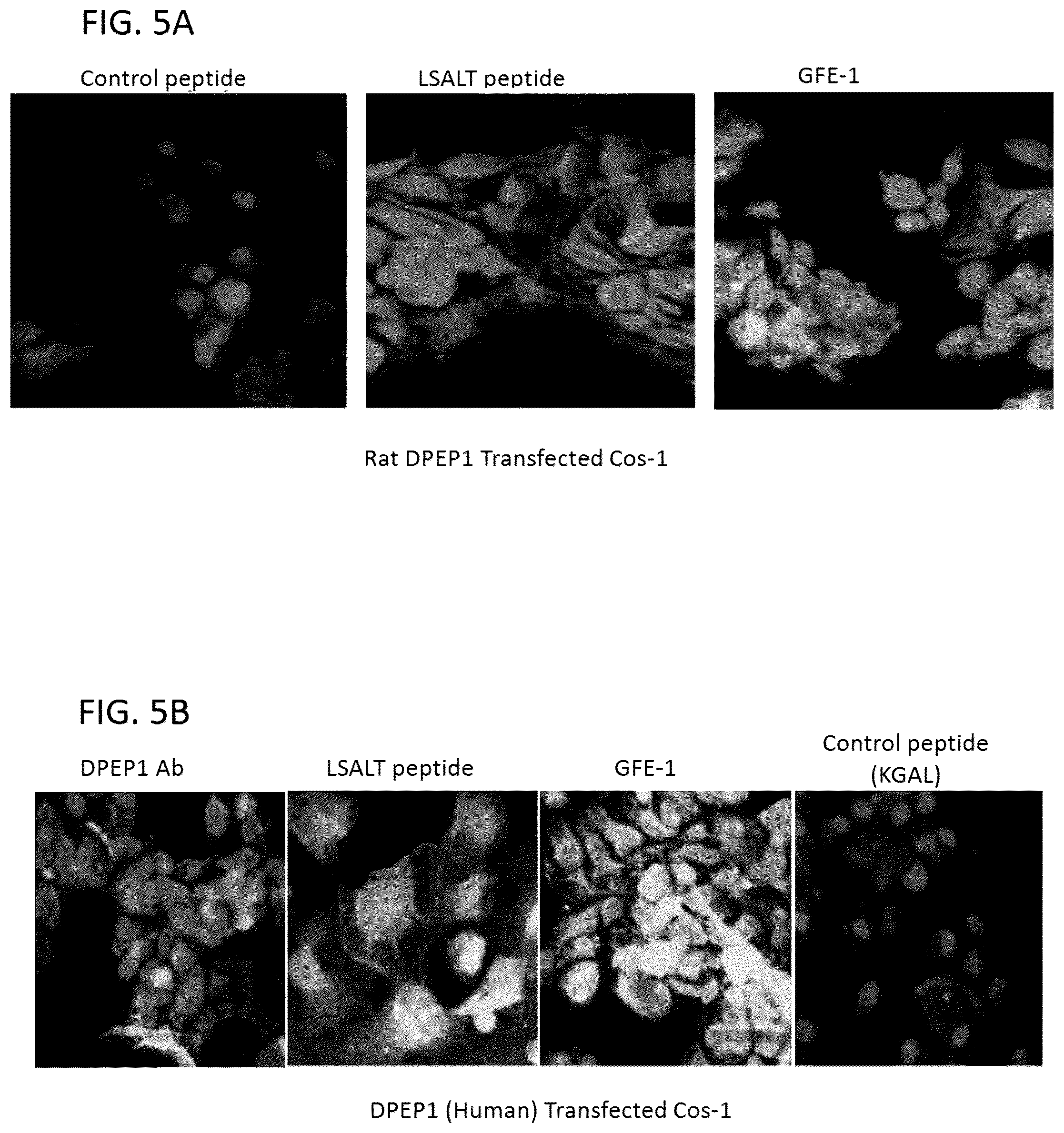 Patent US12569538 Figure 7 – DPEP-1 binding compositions and methods of use