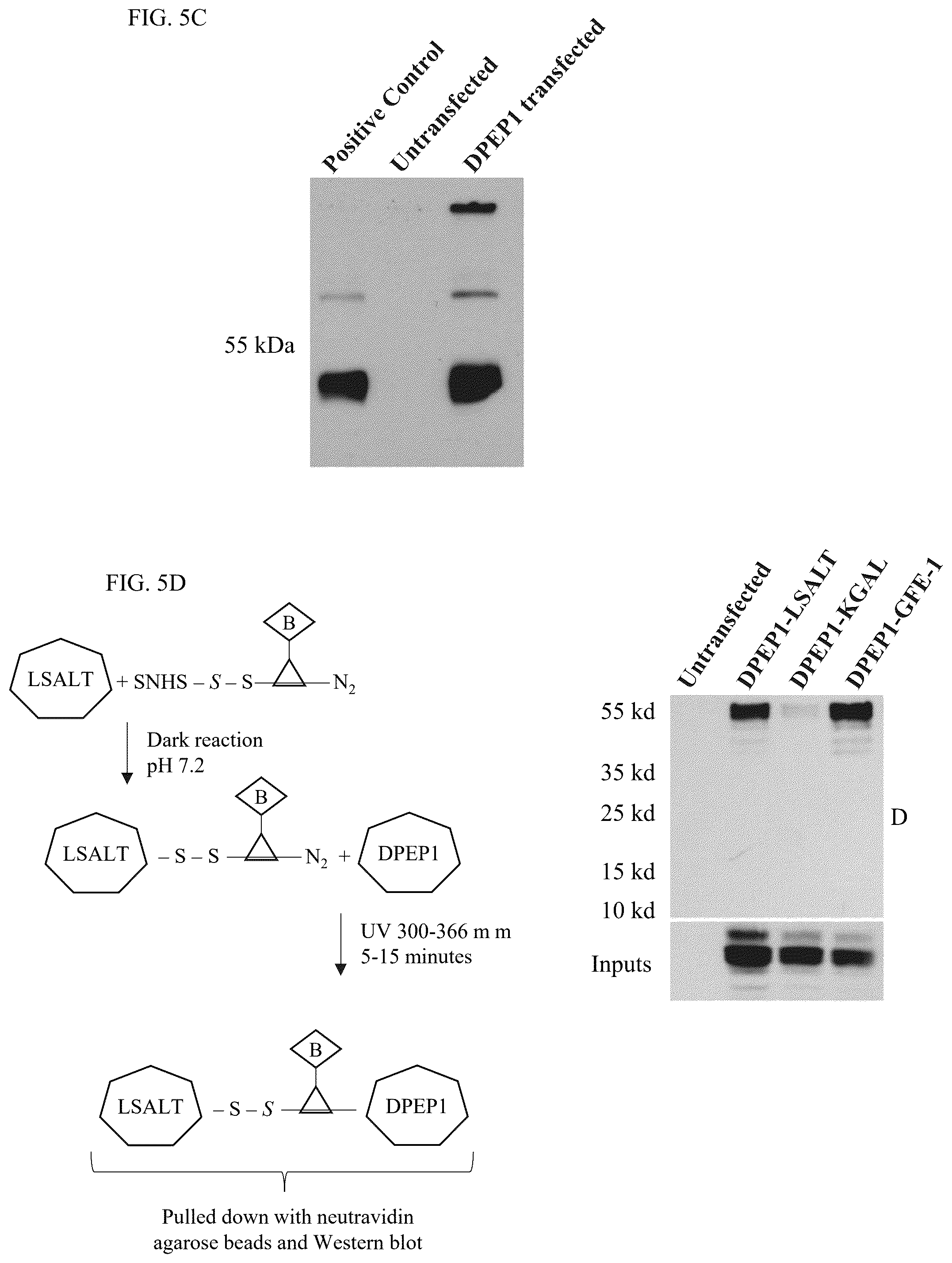 Patent US12569538 Figure 8 – DPEP-1 binding compositions and methods of use