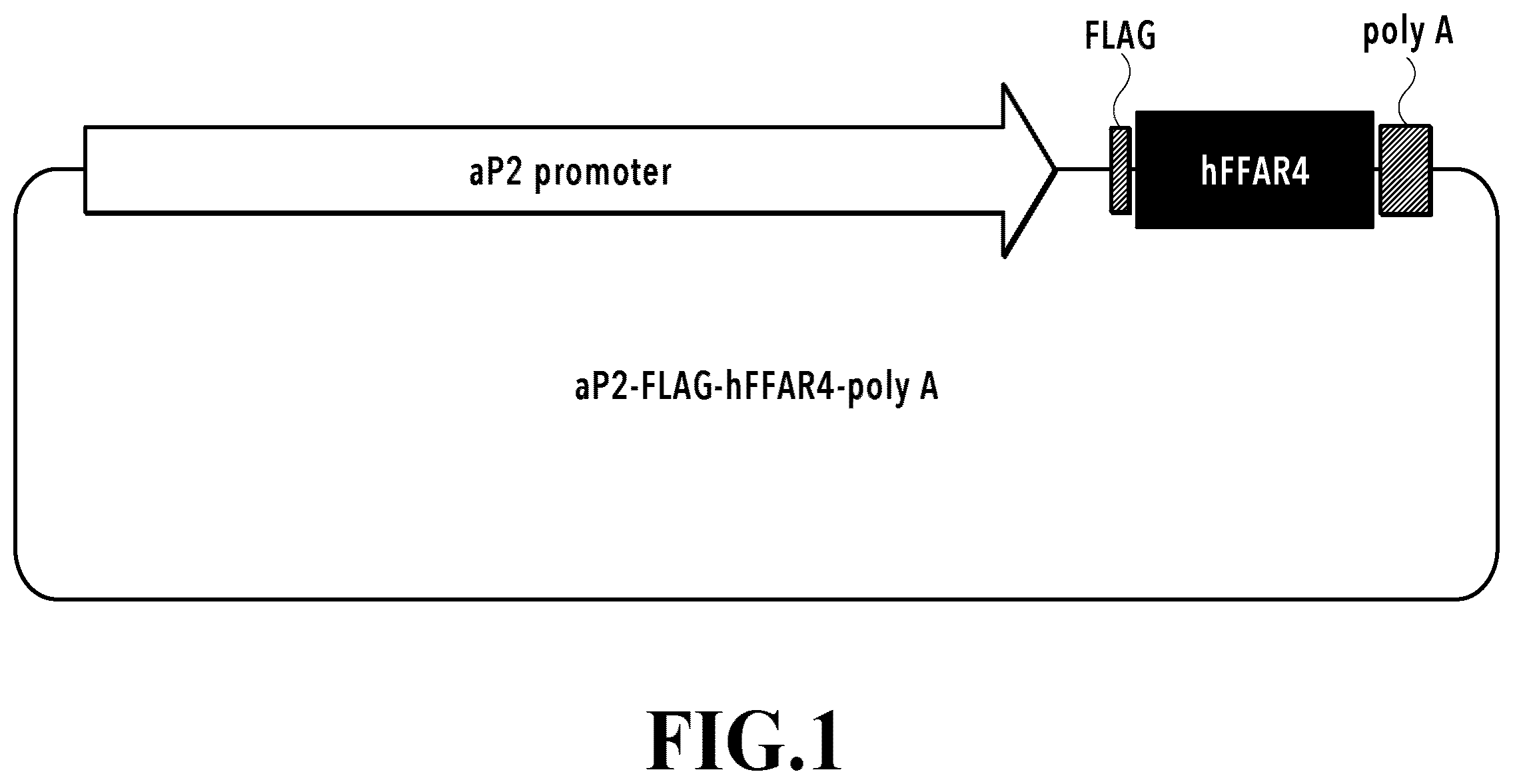 Patent US12569539 Figure 1 – Adipocytes over-expressing FFAR4 and use thereof