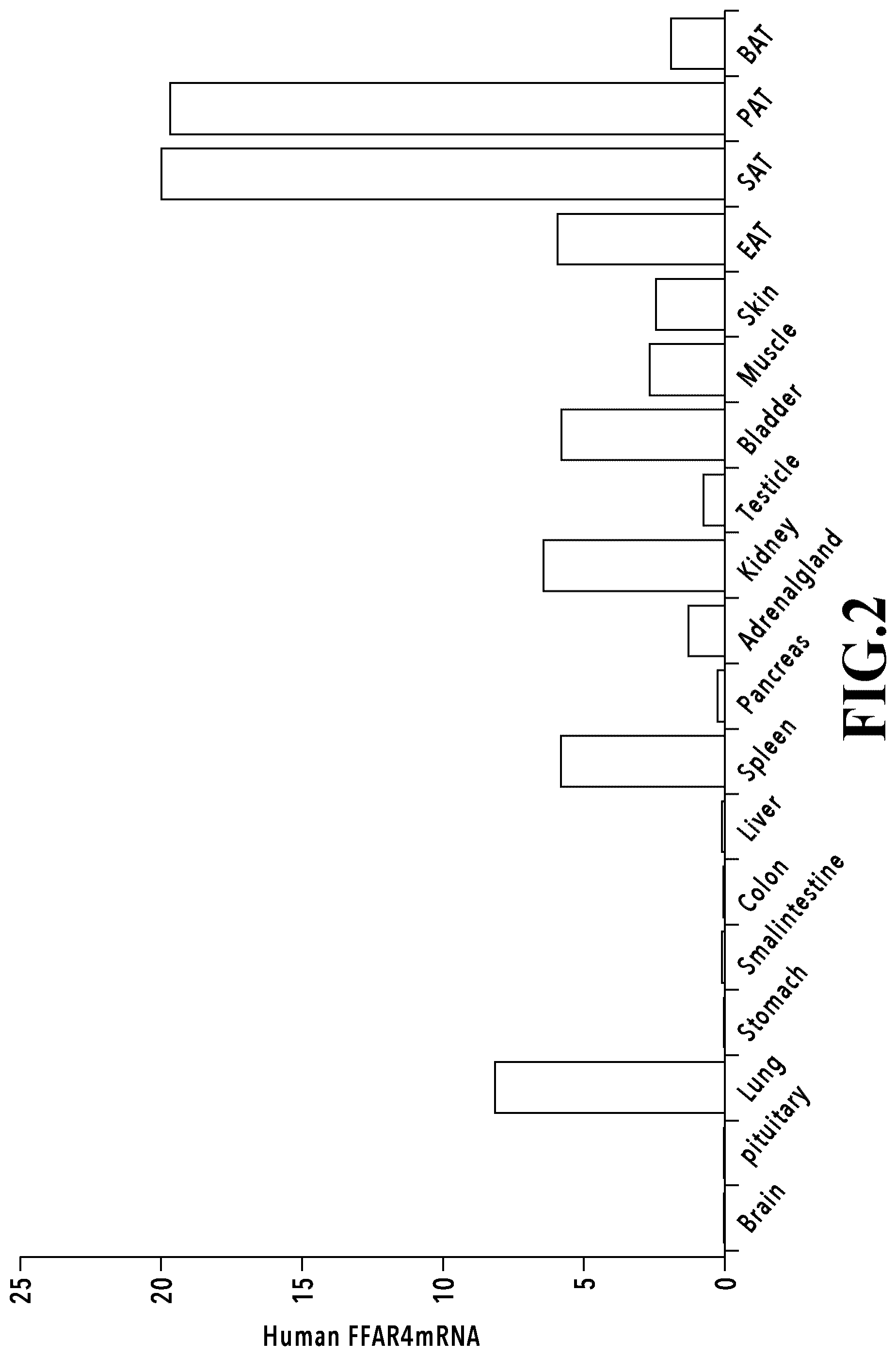 Patent US12569539 Figure 2 – Adipocytes over-expressing FFAR4 and use thereof
