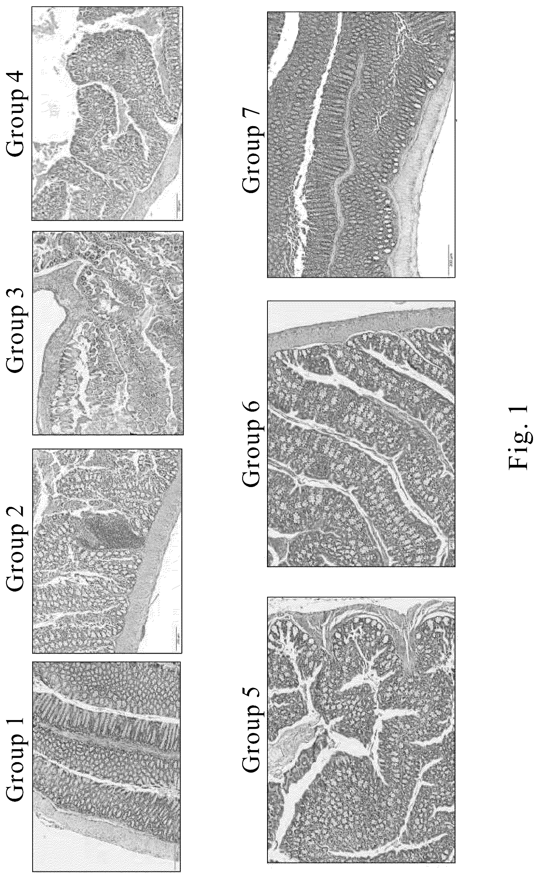 Patent US12569545 Figure 1 – Method for treating and/or improving inflammatory intestinal disease