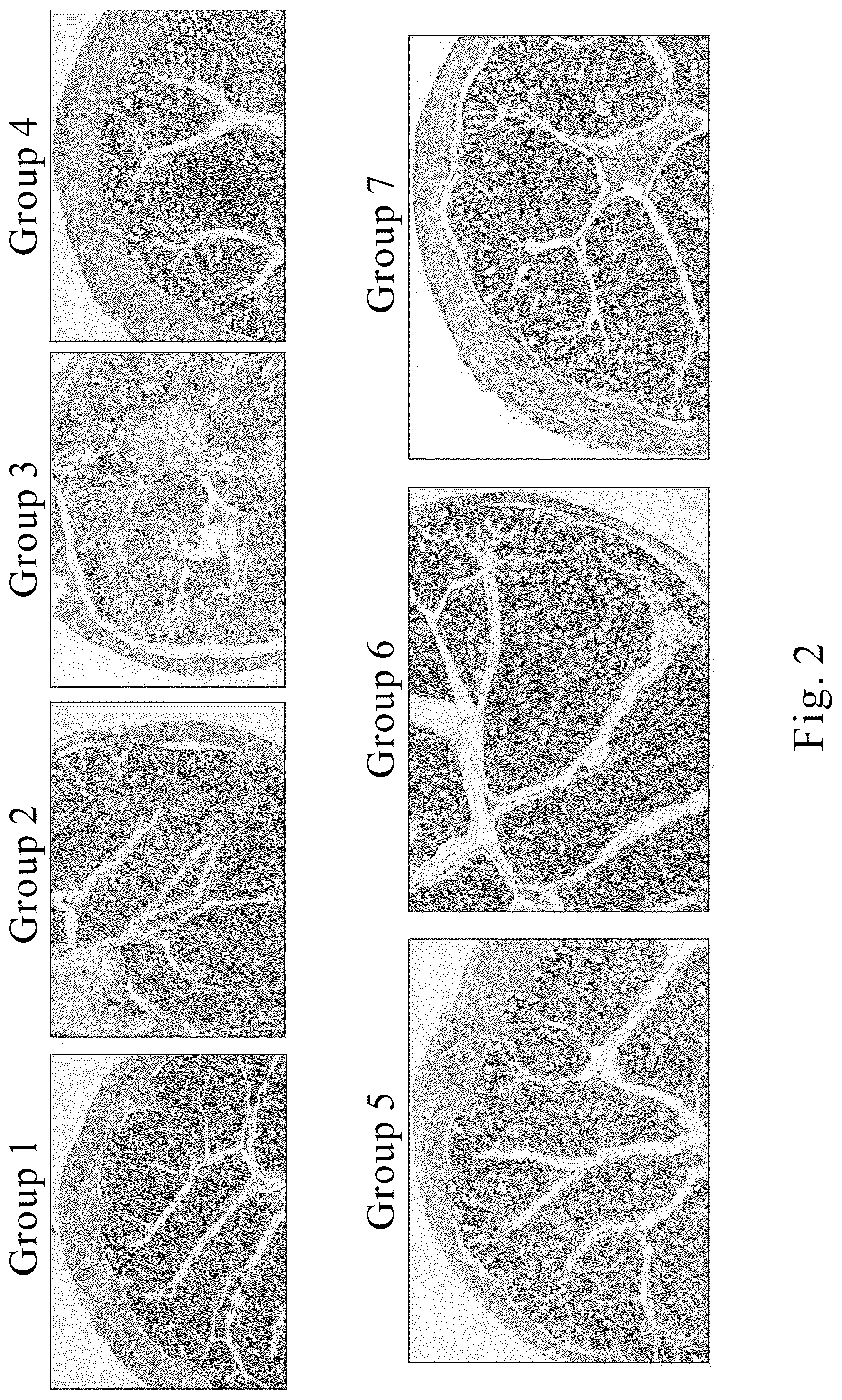 Patent US12569545 Figure 2 – Method for treating and/or improving inflammatory intestinal disease