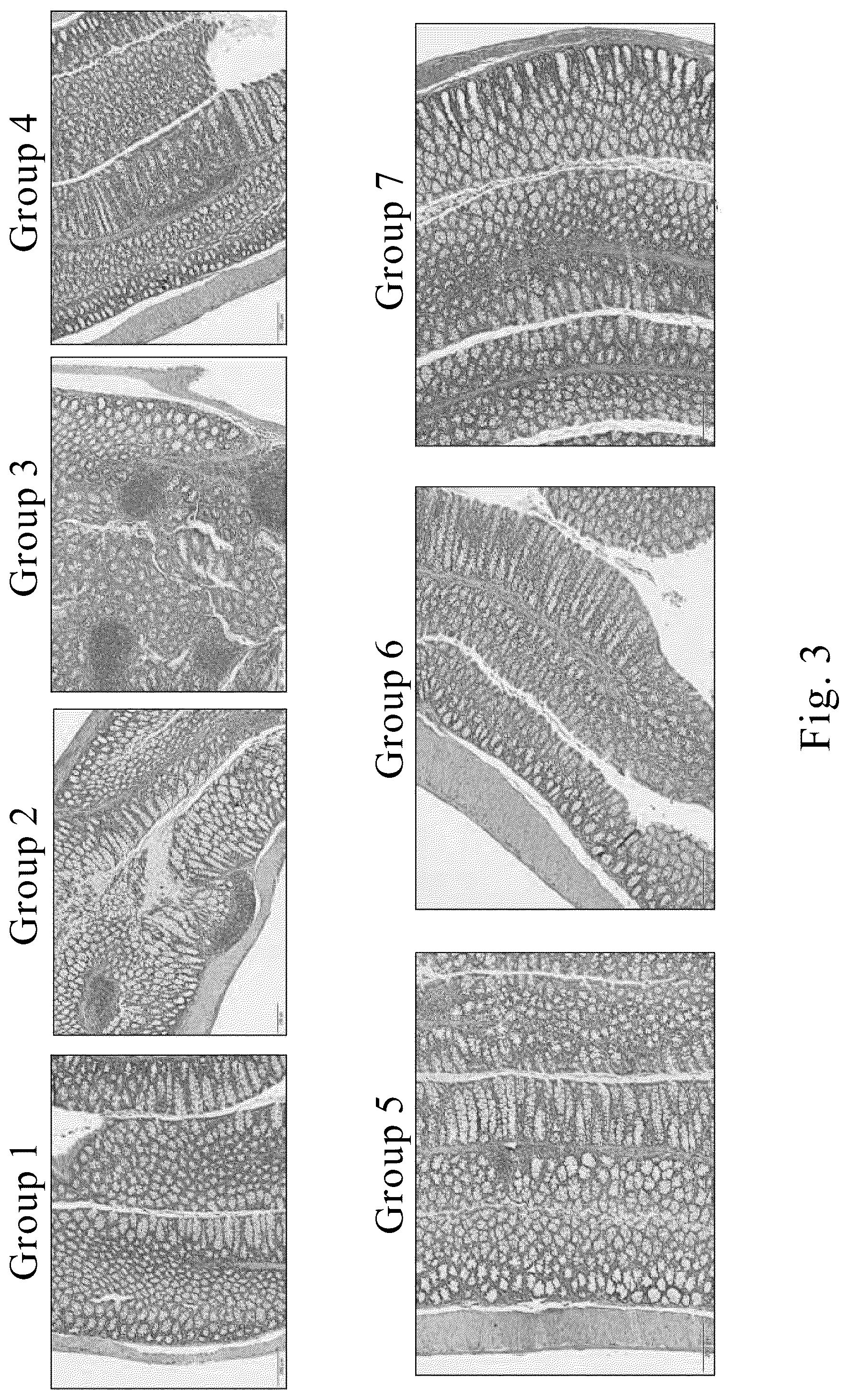 Patent US12569545 Figure 3 – Method for treating and/or improving inflammatory intestinal disease