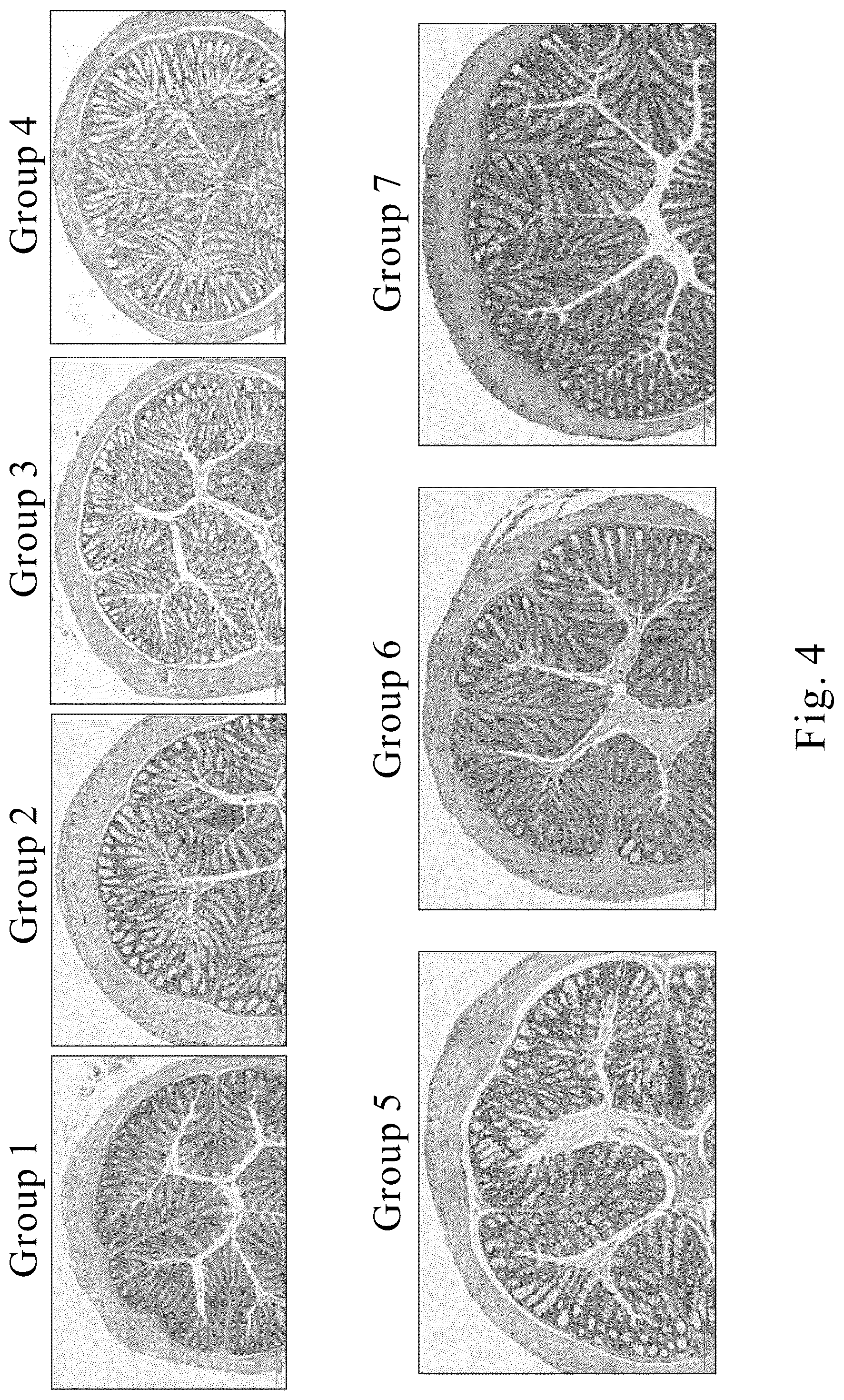Patent US12569545 Figure 4 – Method for treating and/or improving inflammatory intestinal disease