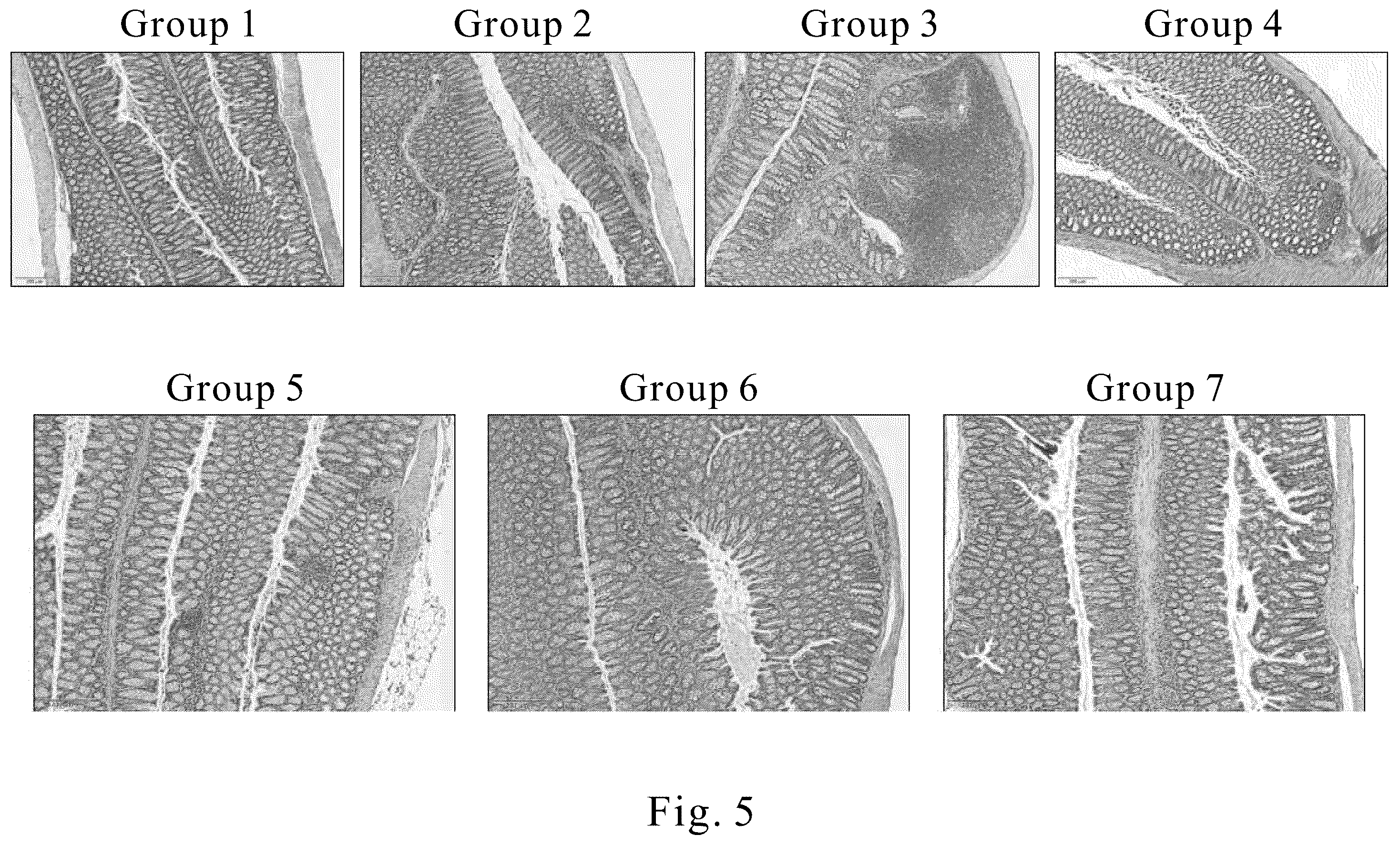 Patent US12569545 Figure 5 – Method for treating and/or improving inflammatory intestinal disease
