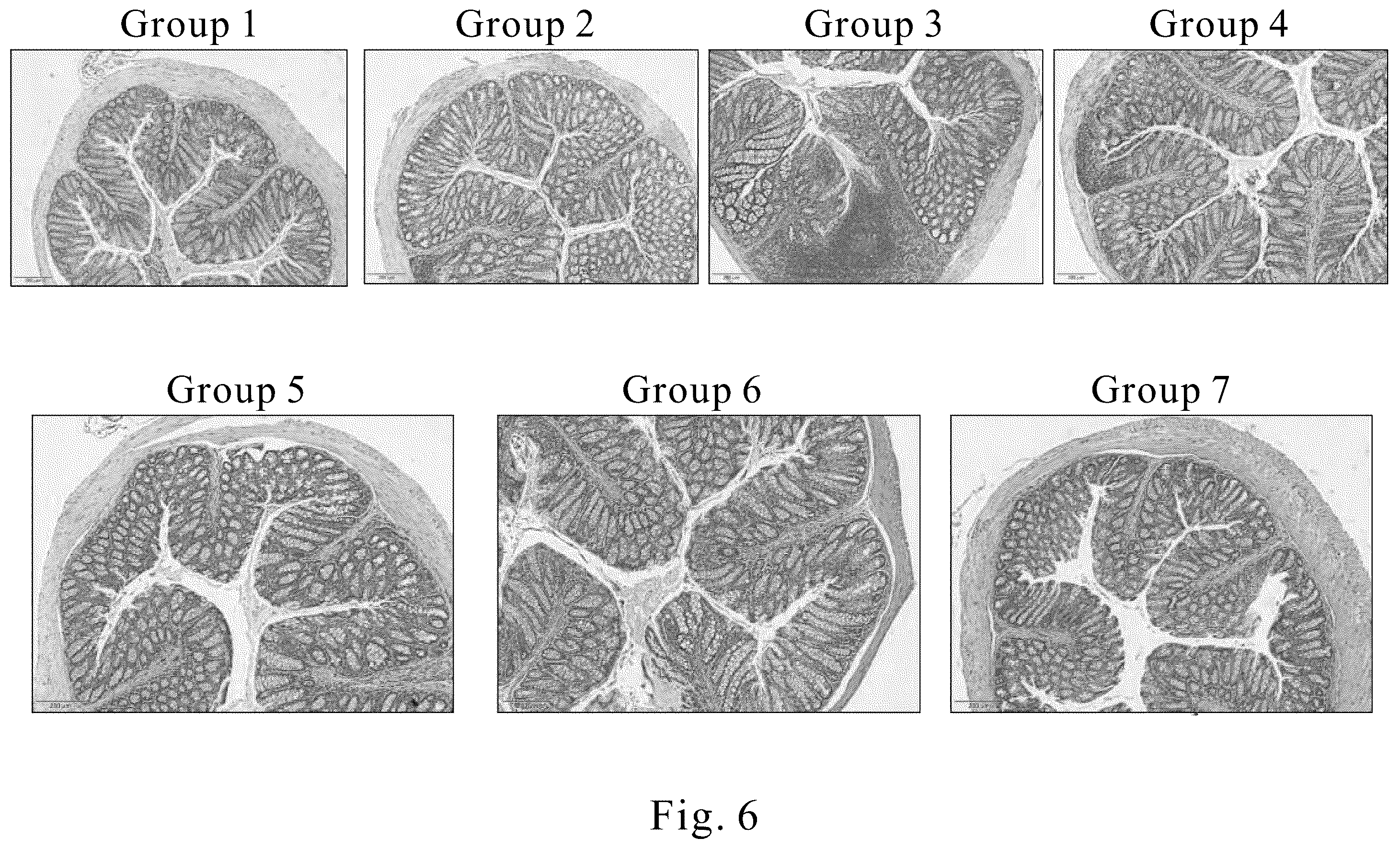 Patent US12569545 Figure 6 – Method for treating and/or improving inflammatory intestinal disease