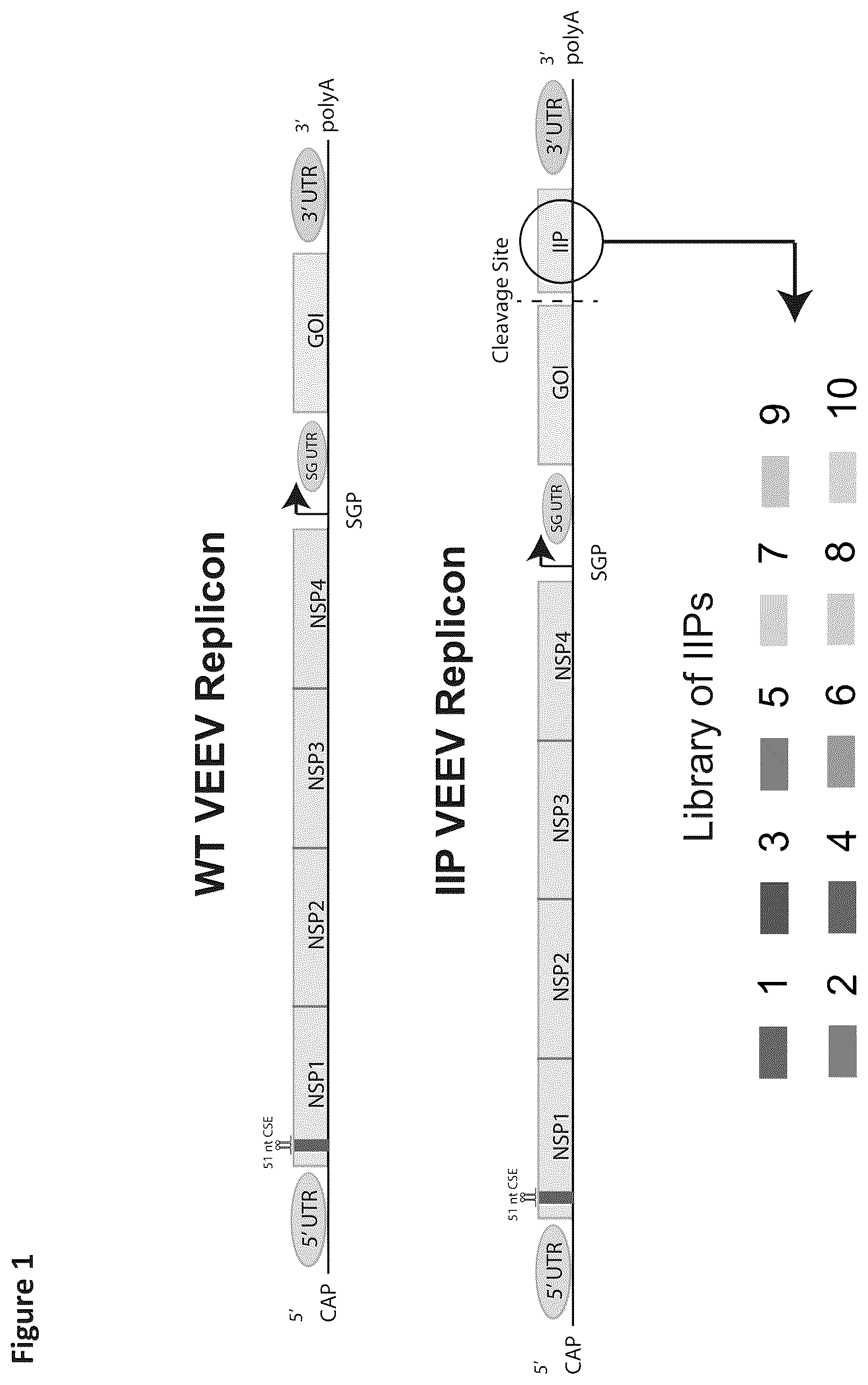 Patent US12569548 — RNA construct — Figure 1
