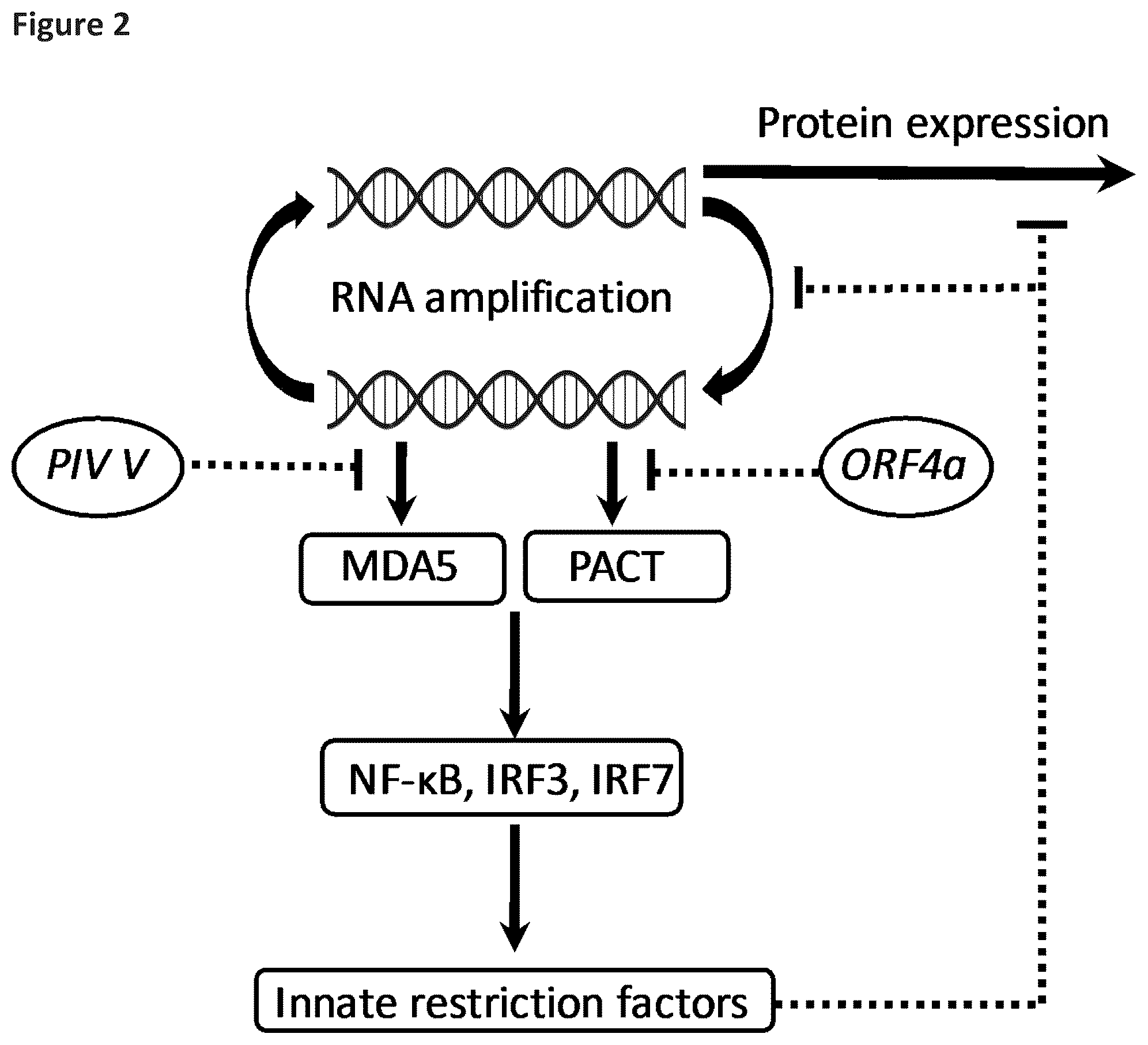 Patent US12569548 Figure 2 – RNA construct