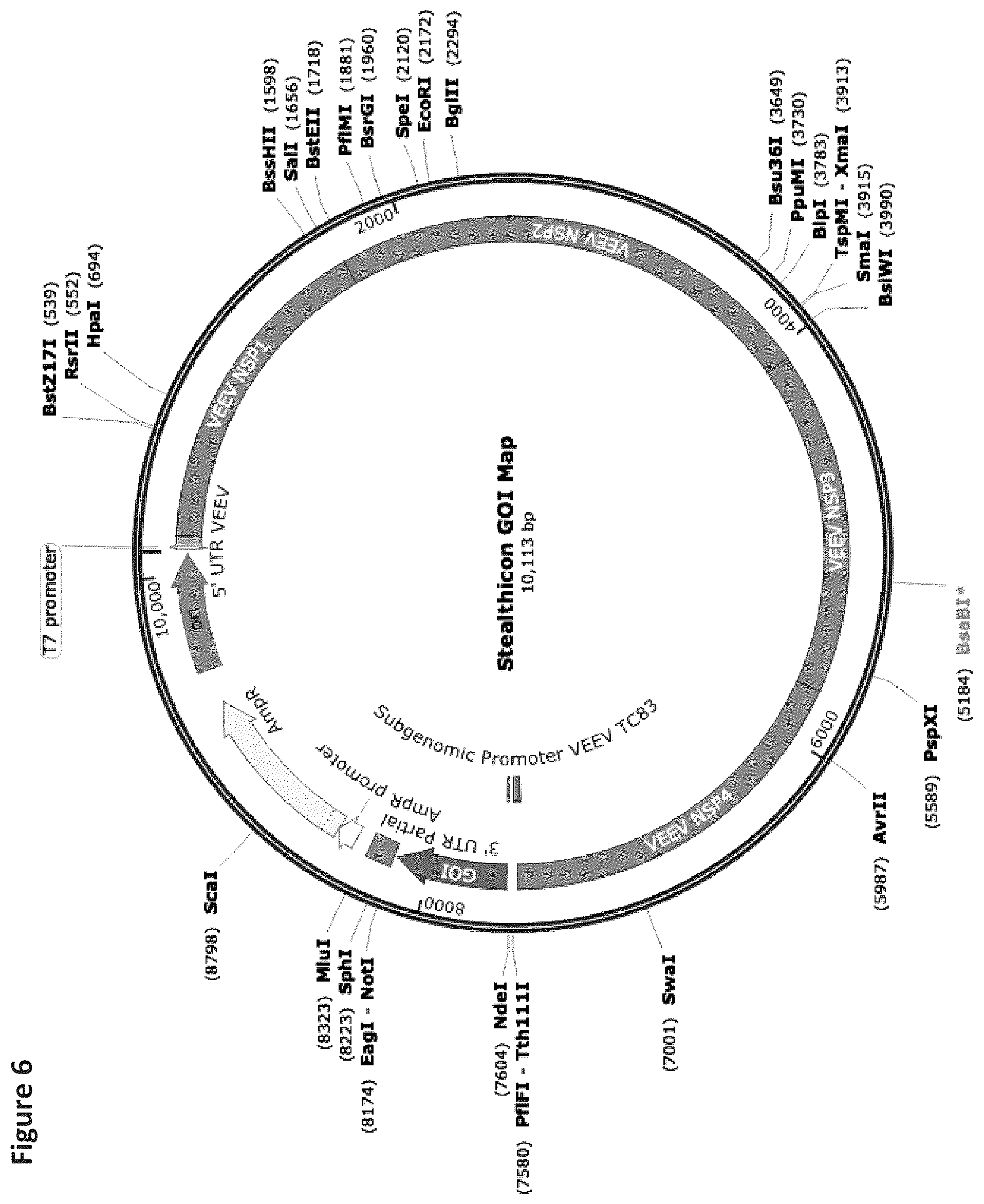 Patent US12569548 Figure 7 – RNA construct
