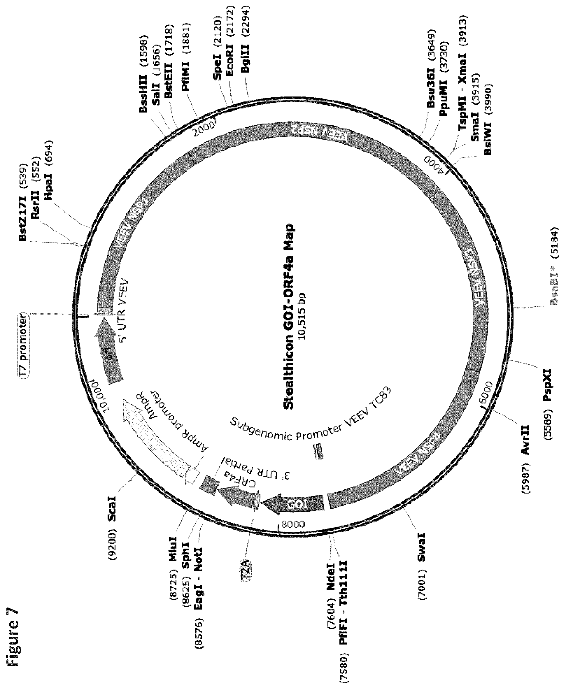 Patent US12569548 Figure 8 – RNA construct