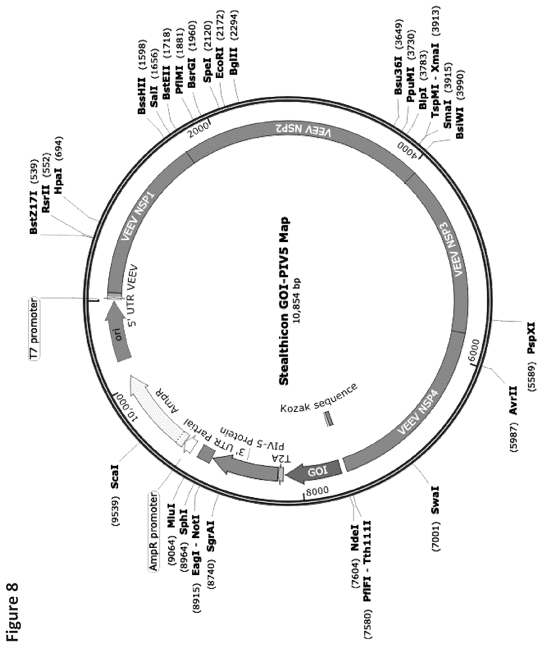 Patent US12569548 Figure 9 – RNA construct