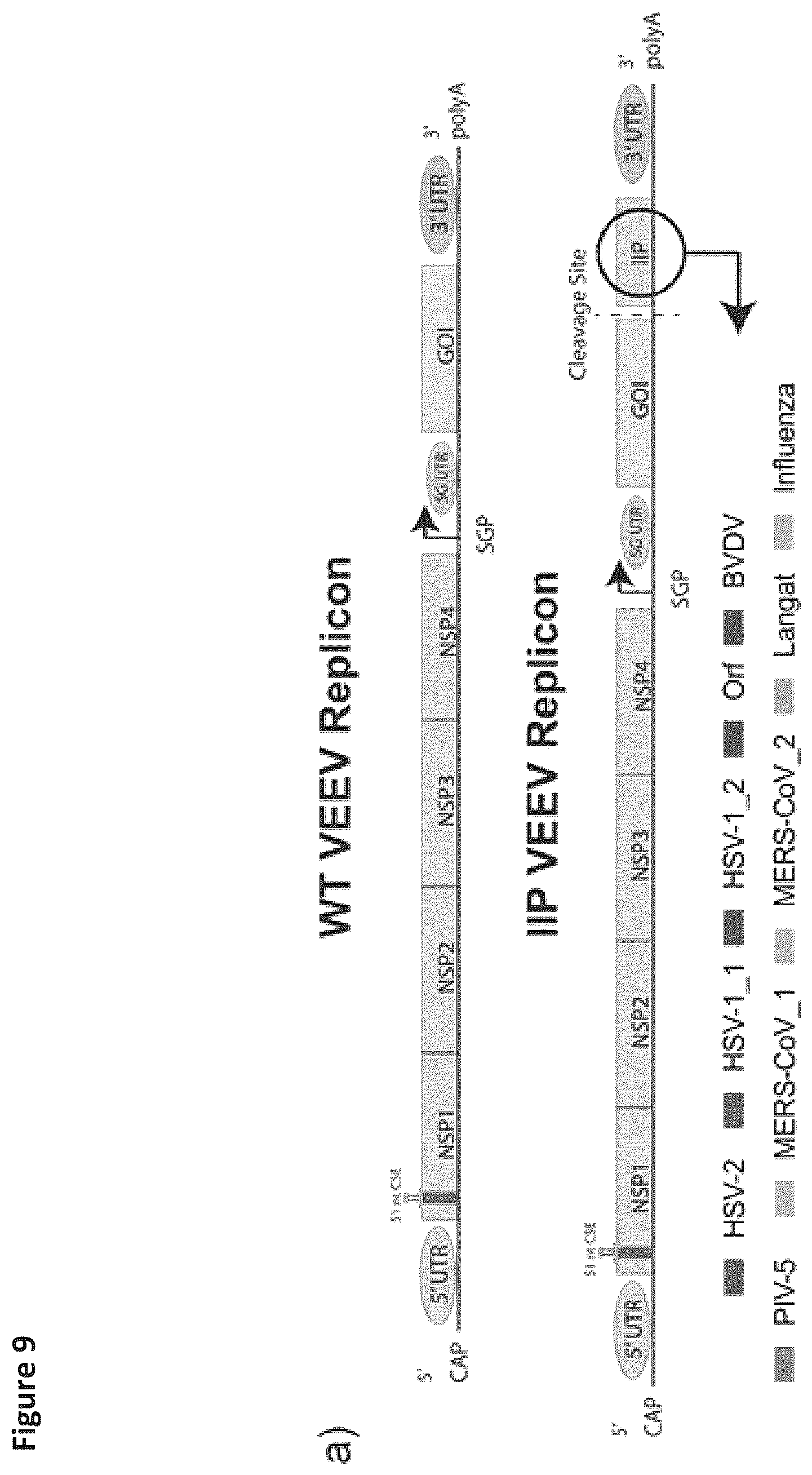 Patent US12569548 Figure 10 – RNA construct