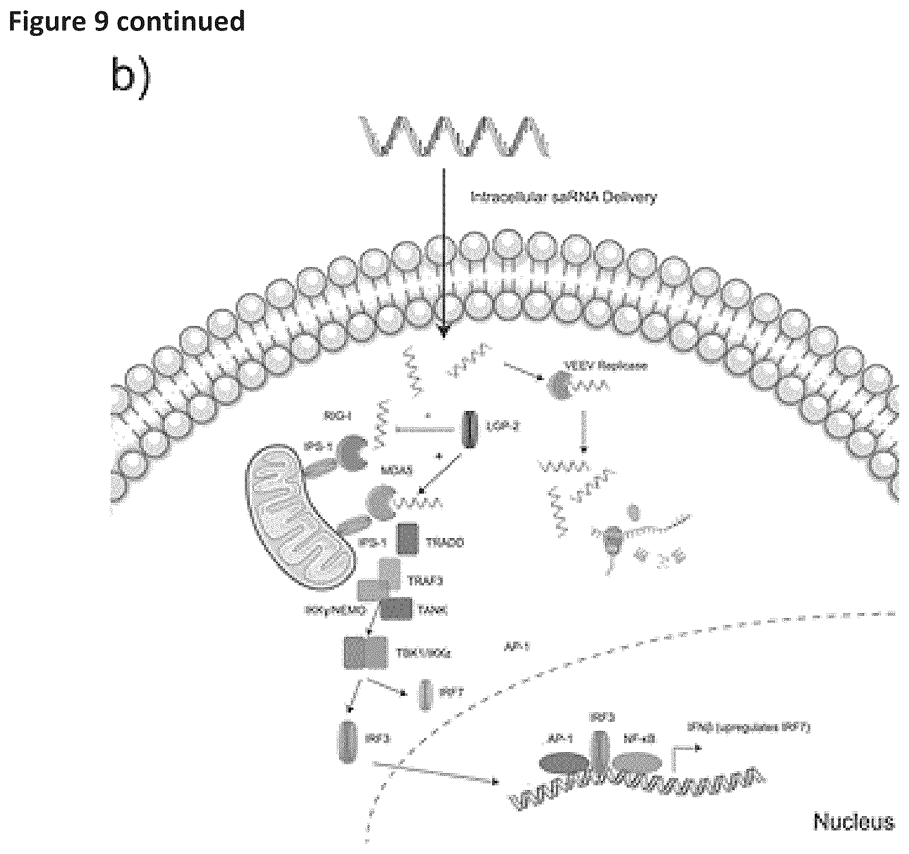 Patent US12569548 Figure 11 – RNA construct