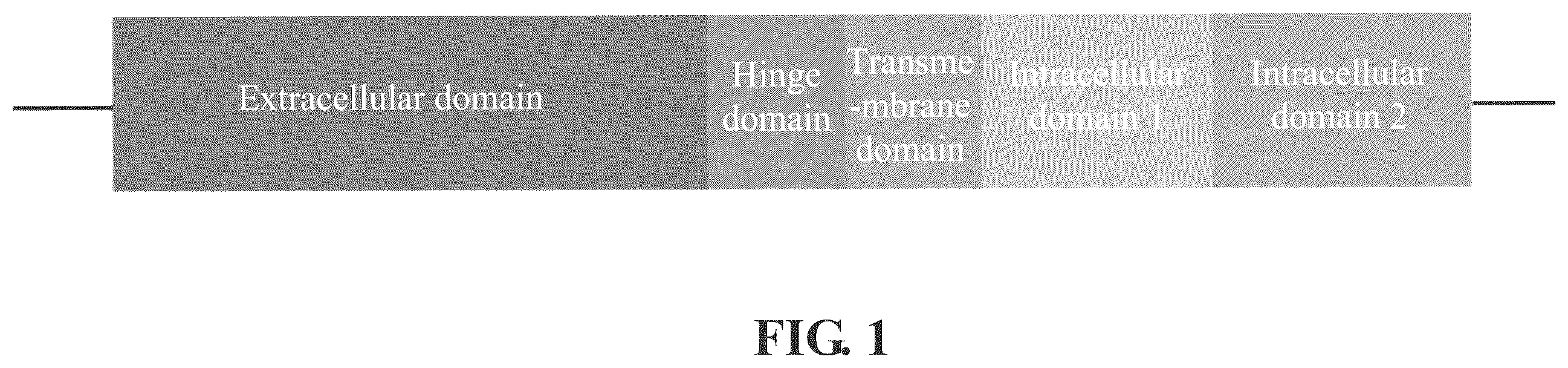 Patent US12569559 Figure 1 – Engineered dendritic cell and use thereof
