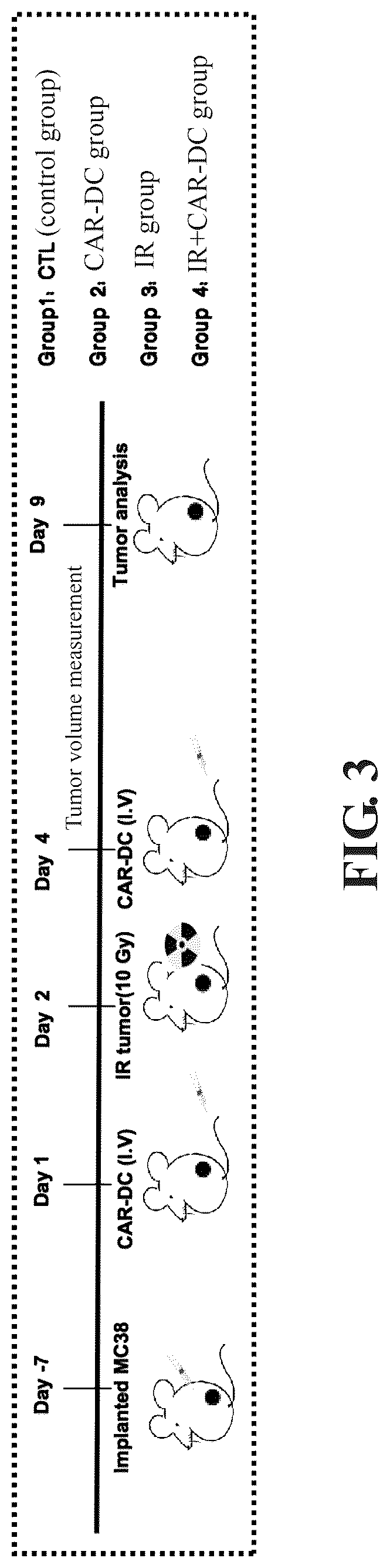 Patent US12569559 Figure 3 – Engineered dendritic cell and use thereof