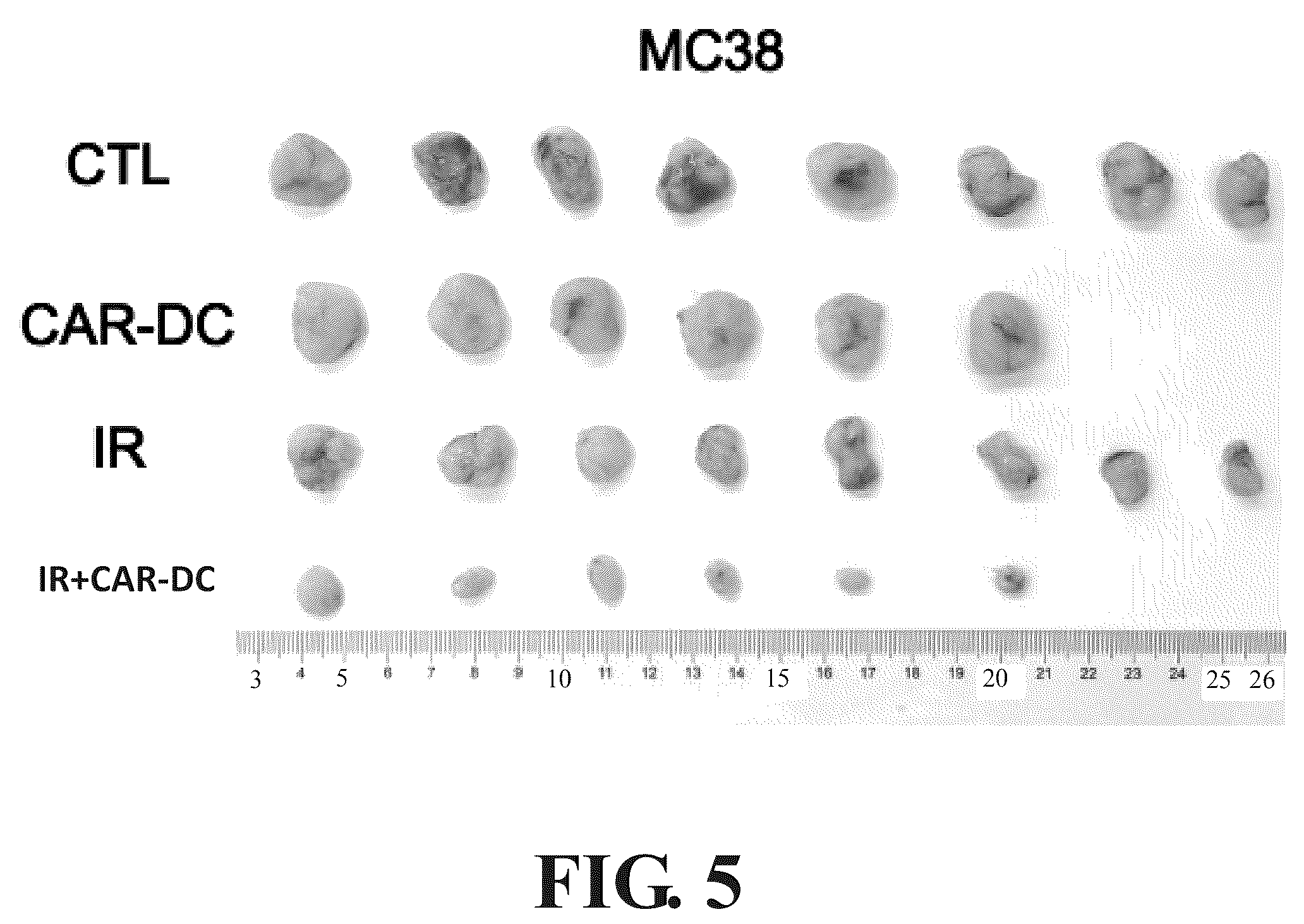 Patent US12569559 Figure 5 – Engineered dendritic cell and use thereof